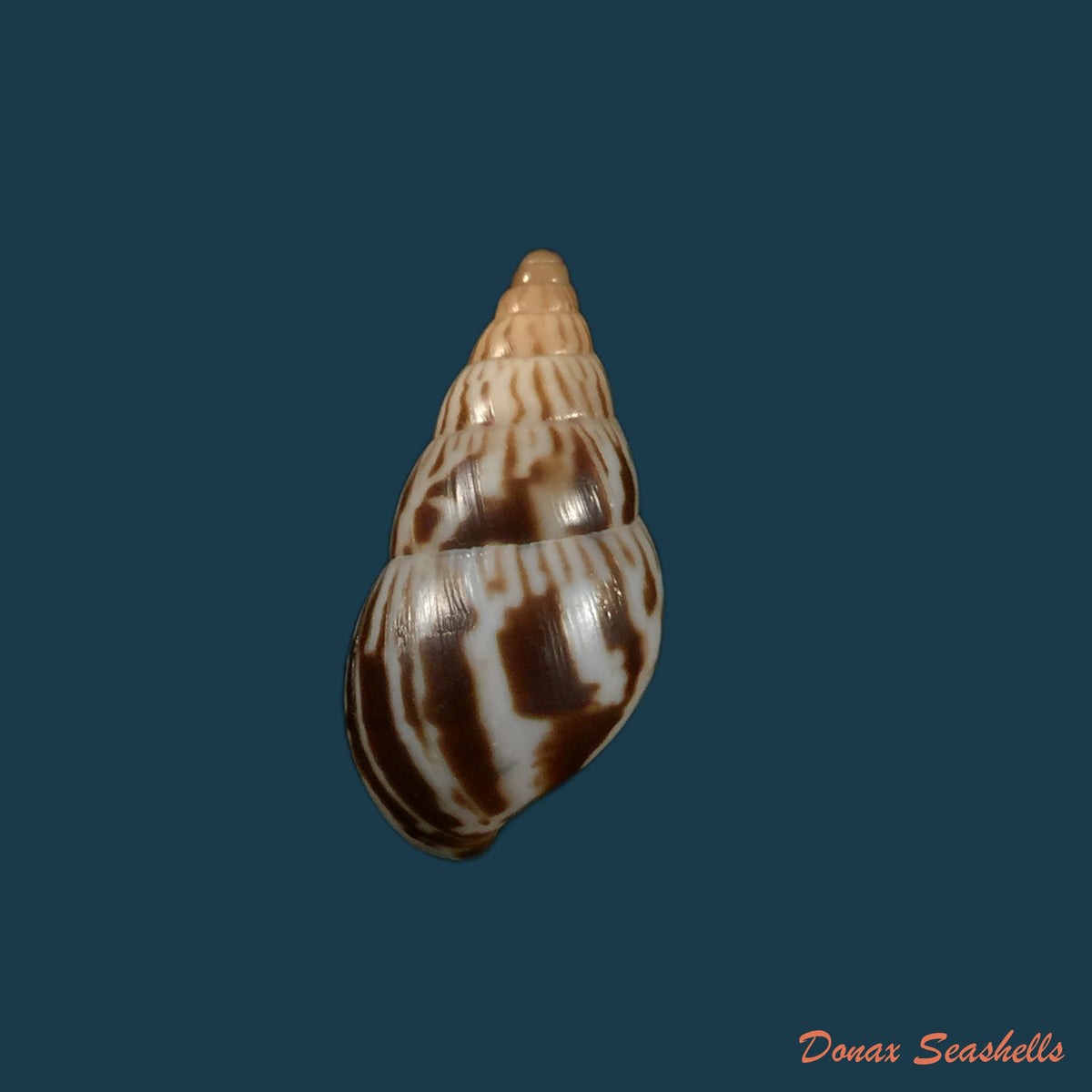 copia-de-limicolaria-kambeul-bruguiere-1792-37-9mm
