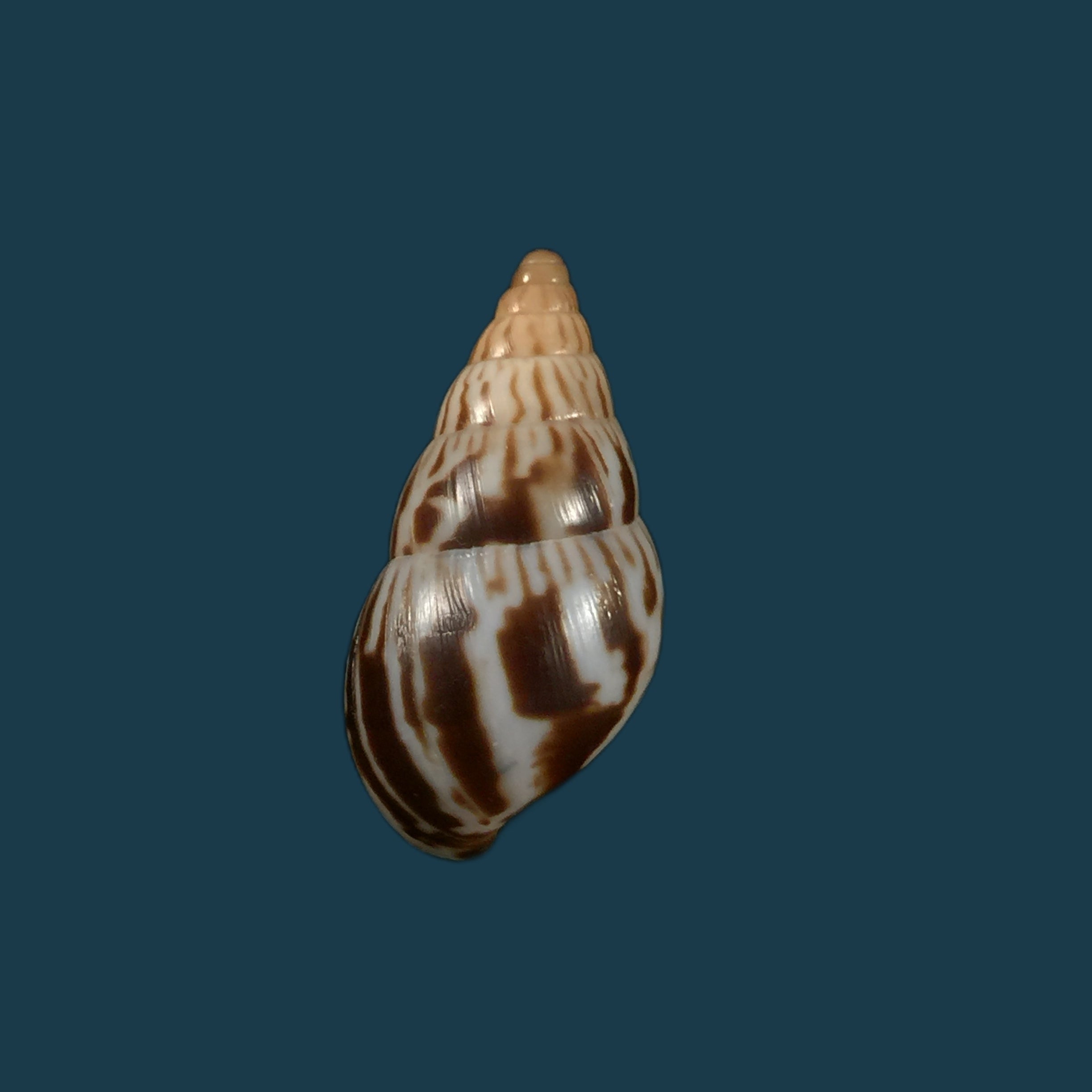 Limicolaria kambeul (Bruguière, 1792) - 35,8mm