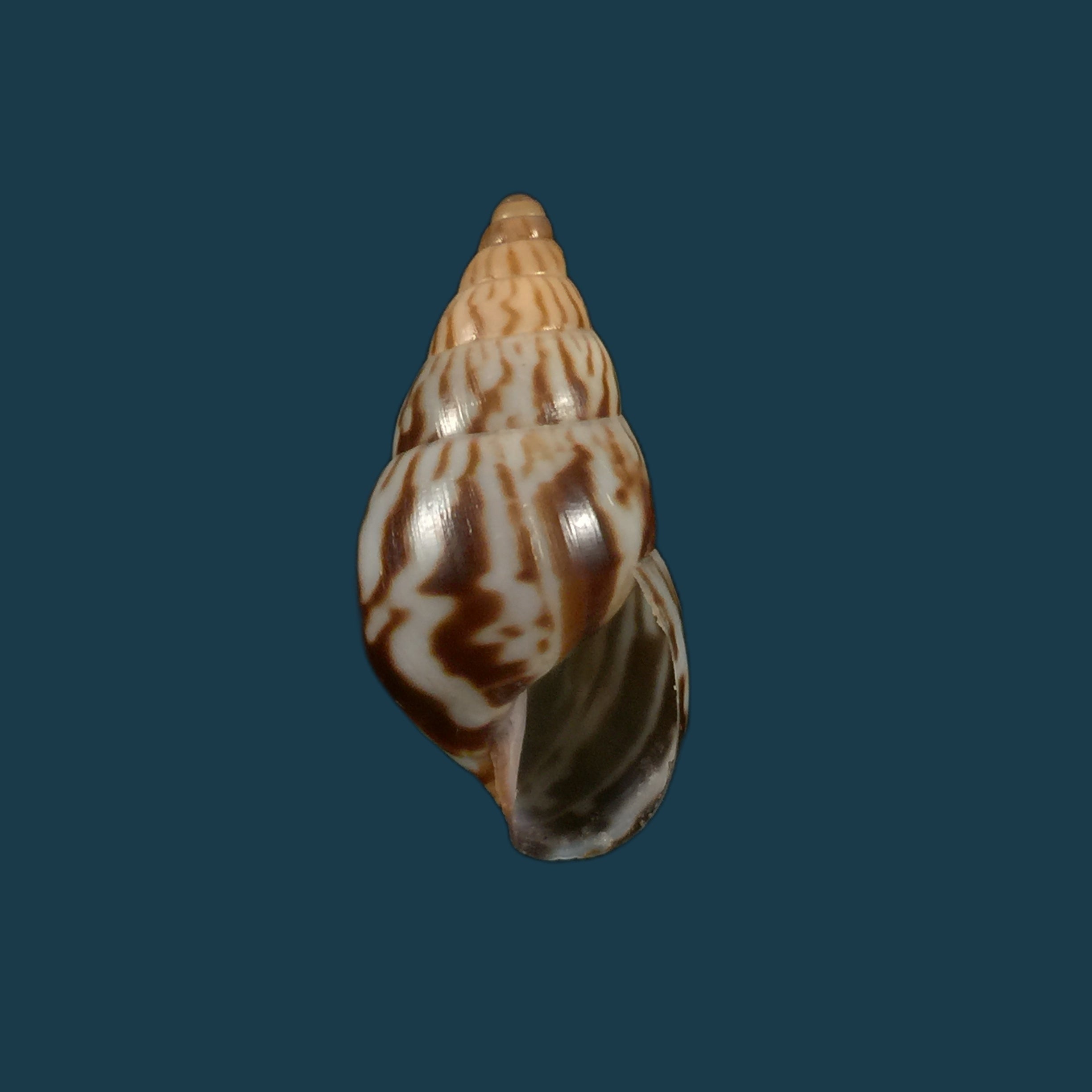 Limicolaria kambeul (Bruguière, 1792) - 35,8mm
