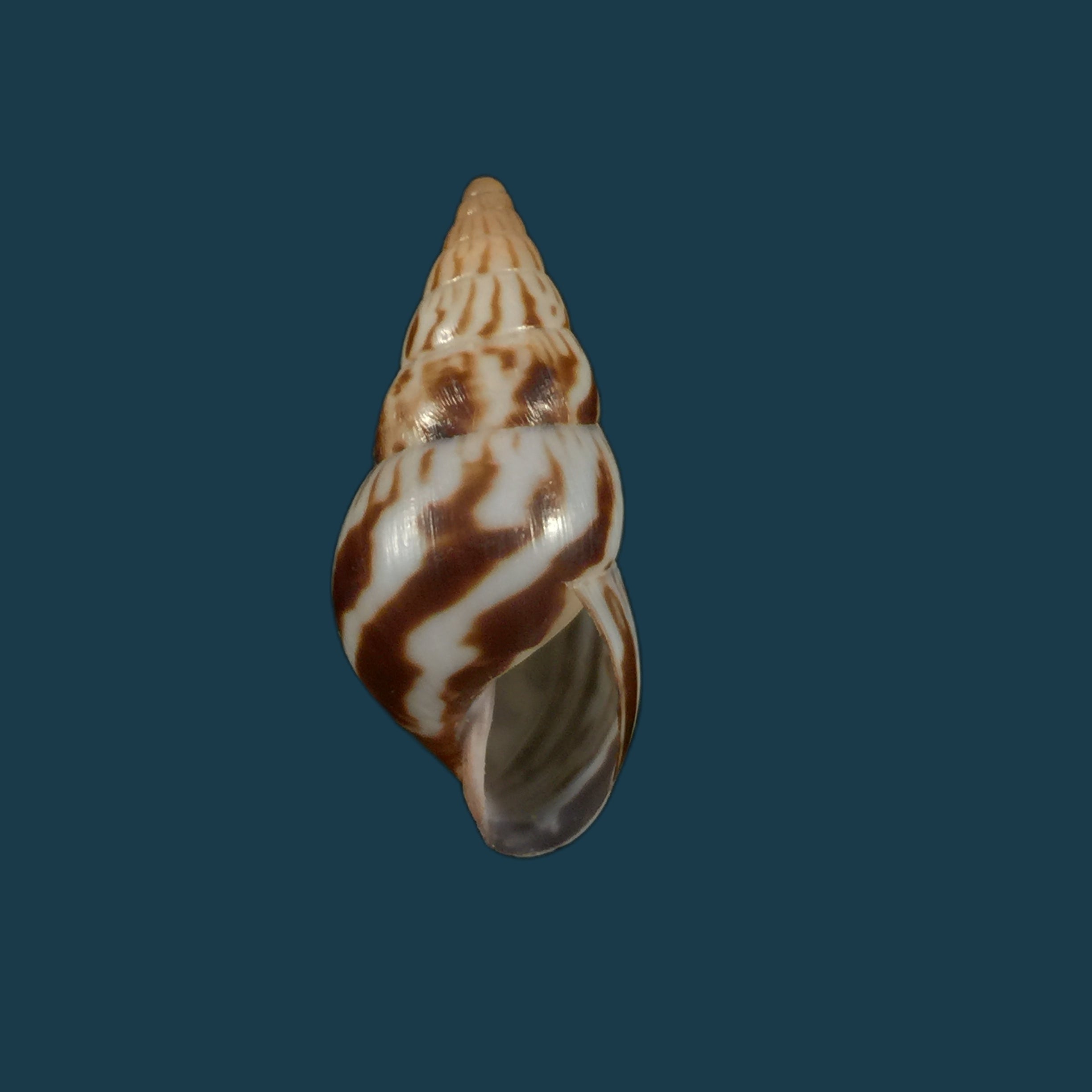 Limicolaria kambeul (Bruguière, 1792) - 43,1mm