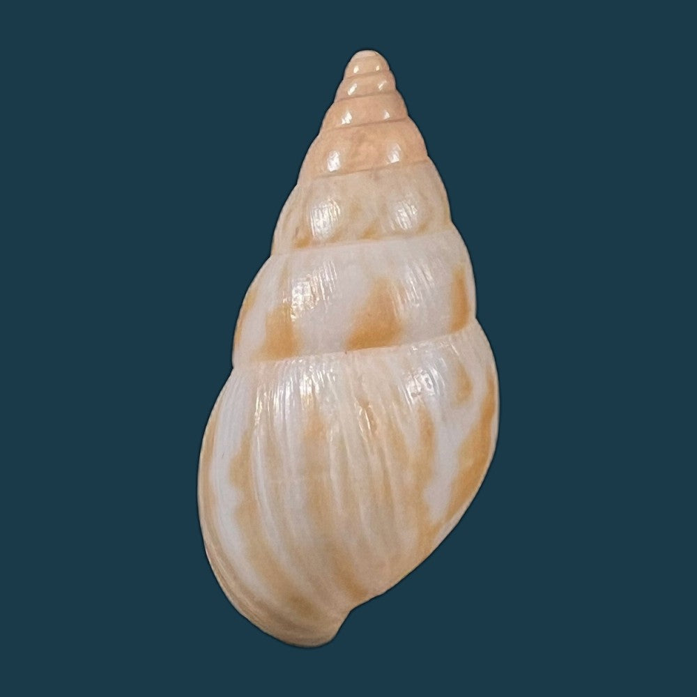 copia-de-limicolaria-tenebricosa-reeve-1848-35-5mm