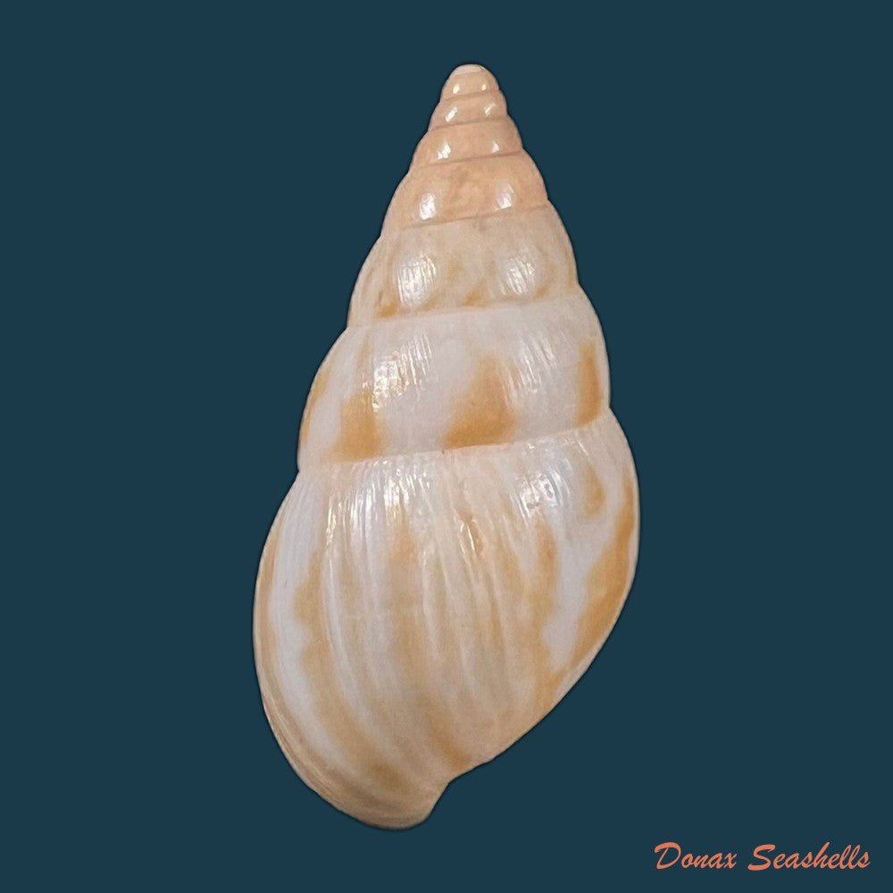 copia-de-limicolaria-tenebricosa-reeve-1848-35-5mm