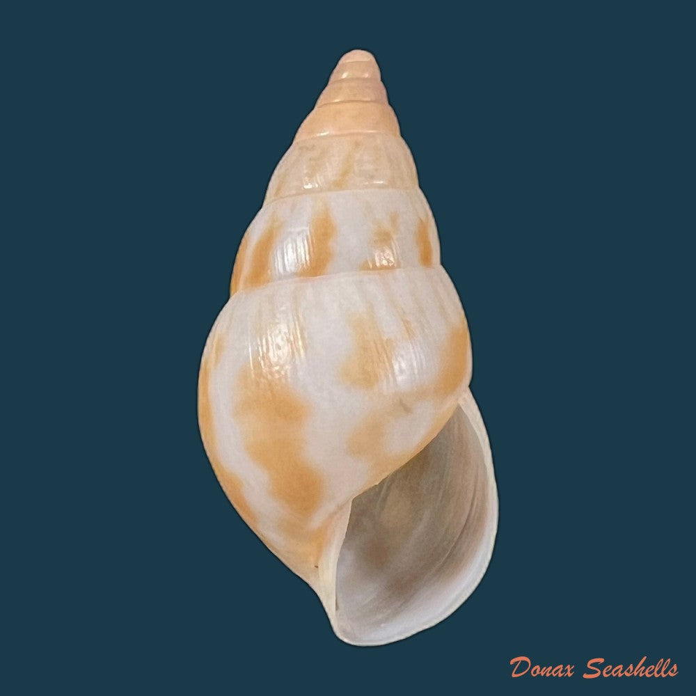 copia-de-limicolaria-tenebricosa-reeve-1848-35-5mm
