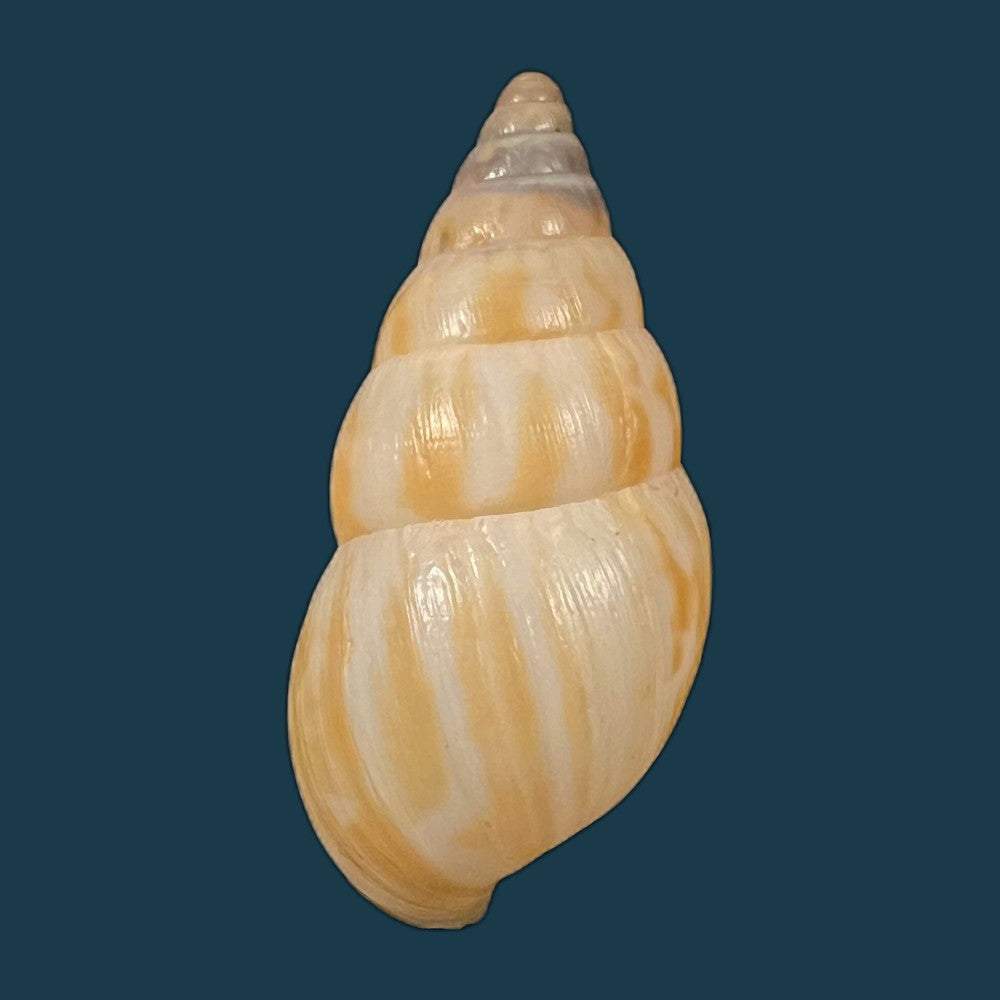 copia-de-limicolaria-tenebricosa-reeve-1848-38-2mm-1