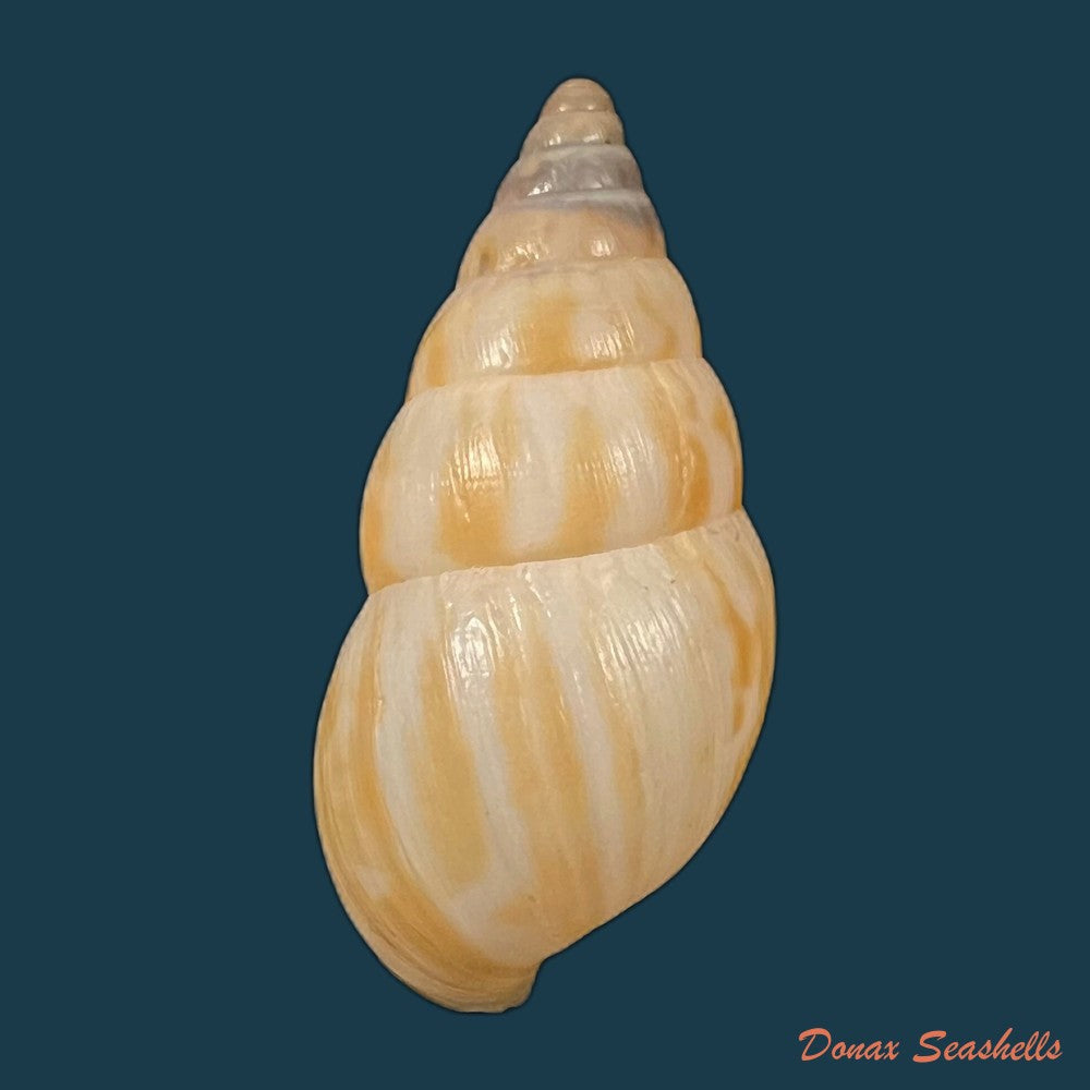 copia-de-limicolaria-tenebricosa-reeve-1848-38-2mm-1