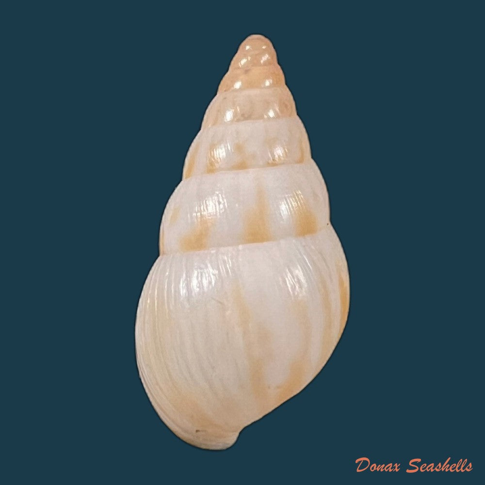 copia-de-limicolaria-tenebricosa-reeve-1848-38-6mm
