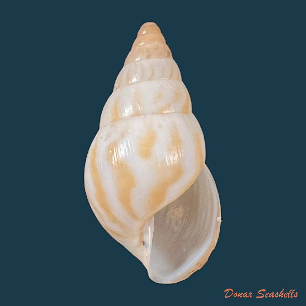 copia-de-limicolaria-tenebricosa-reeve-1848-38-6mm