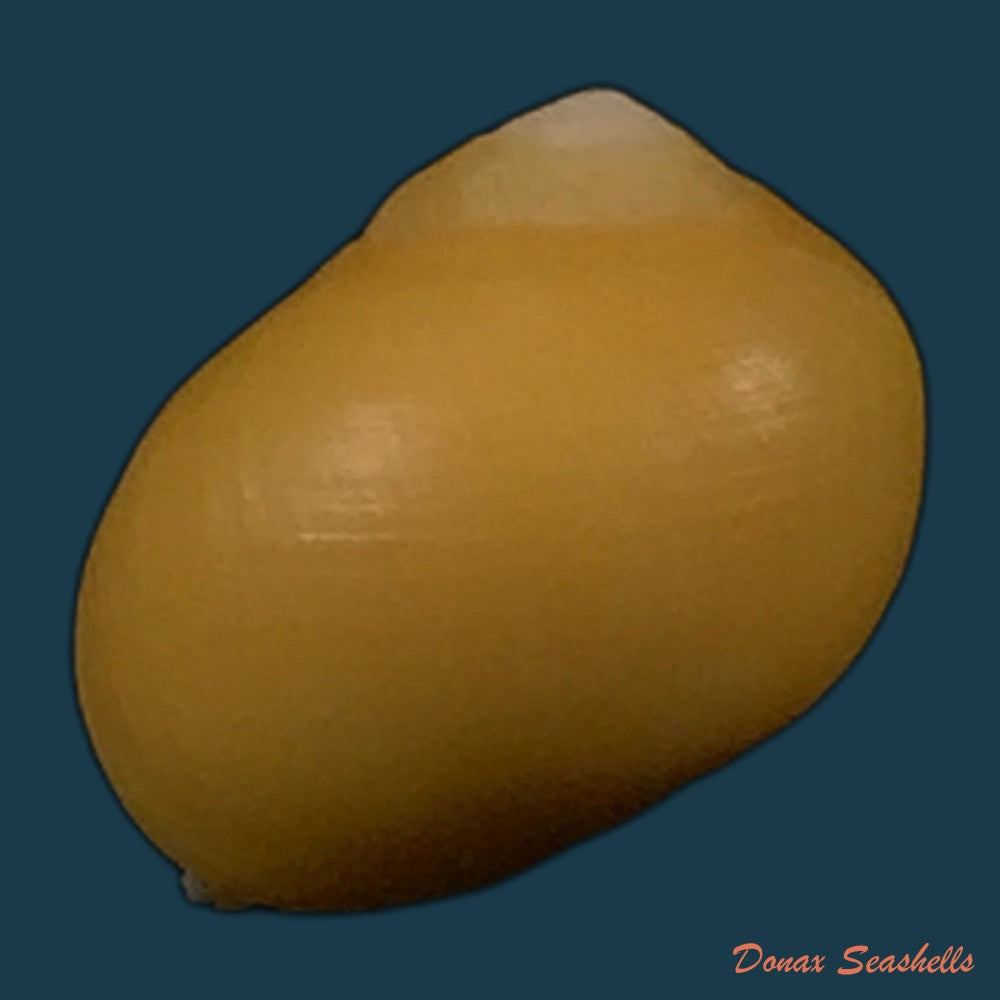 copia-de-littorina-obtusata-linnaeus-1758-14-6mm