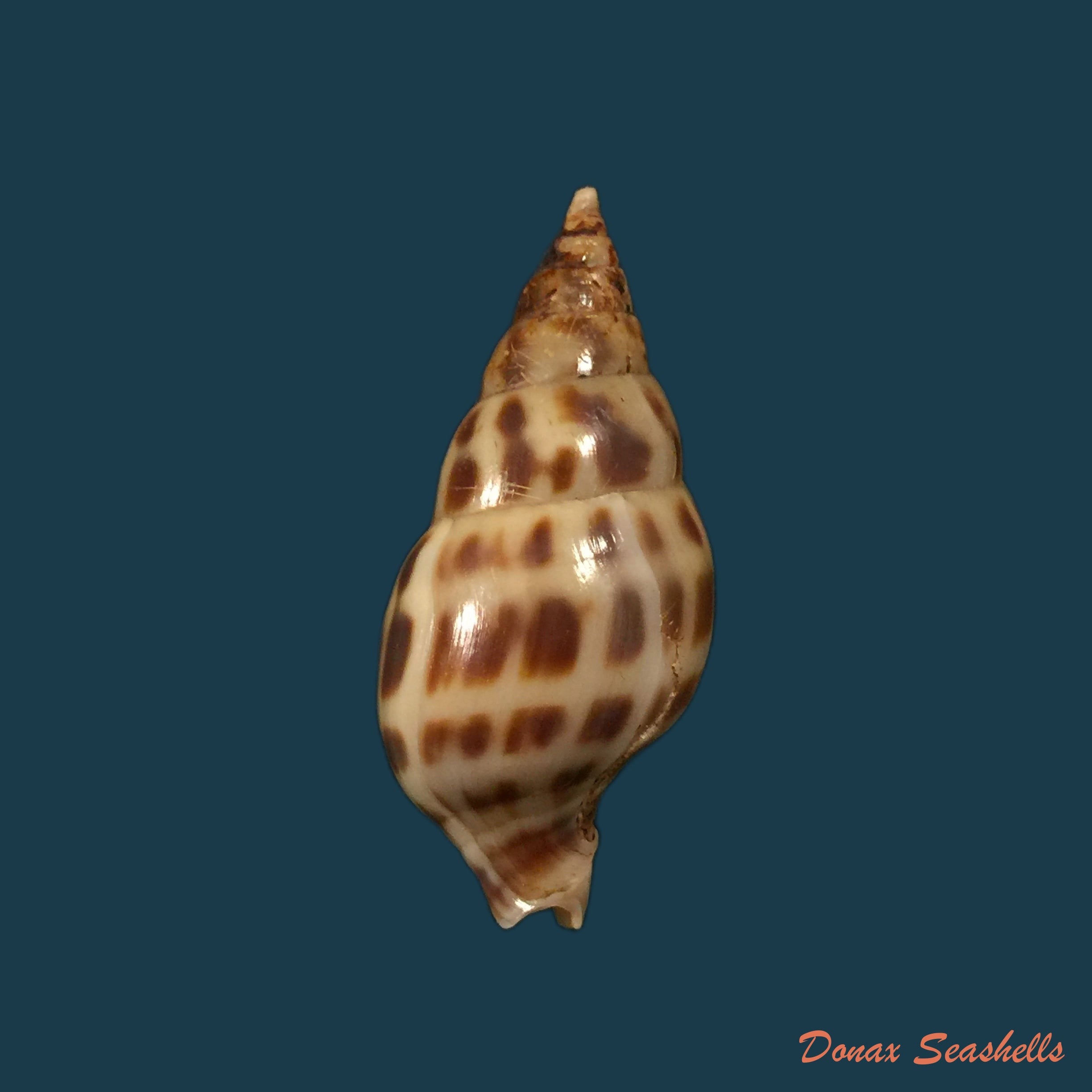 copia-de-lophiotoma-acuta-perry-1811-55mm