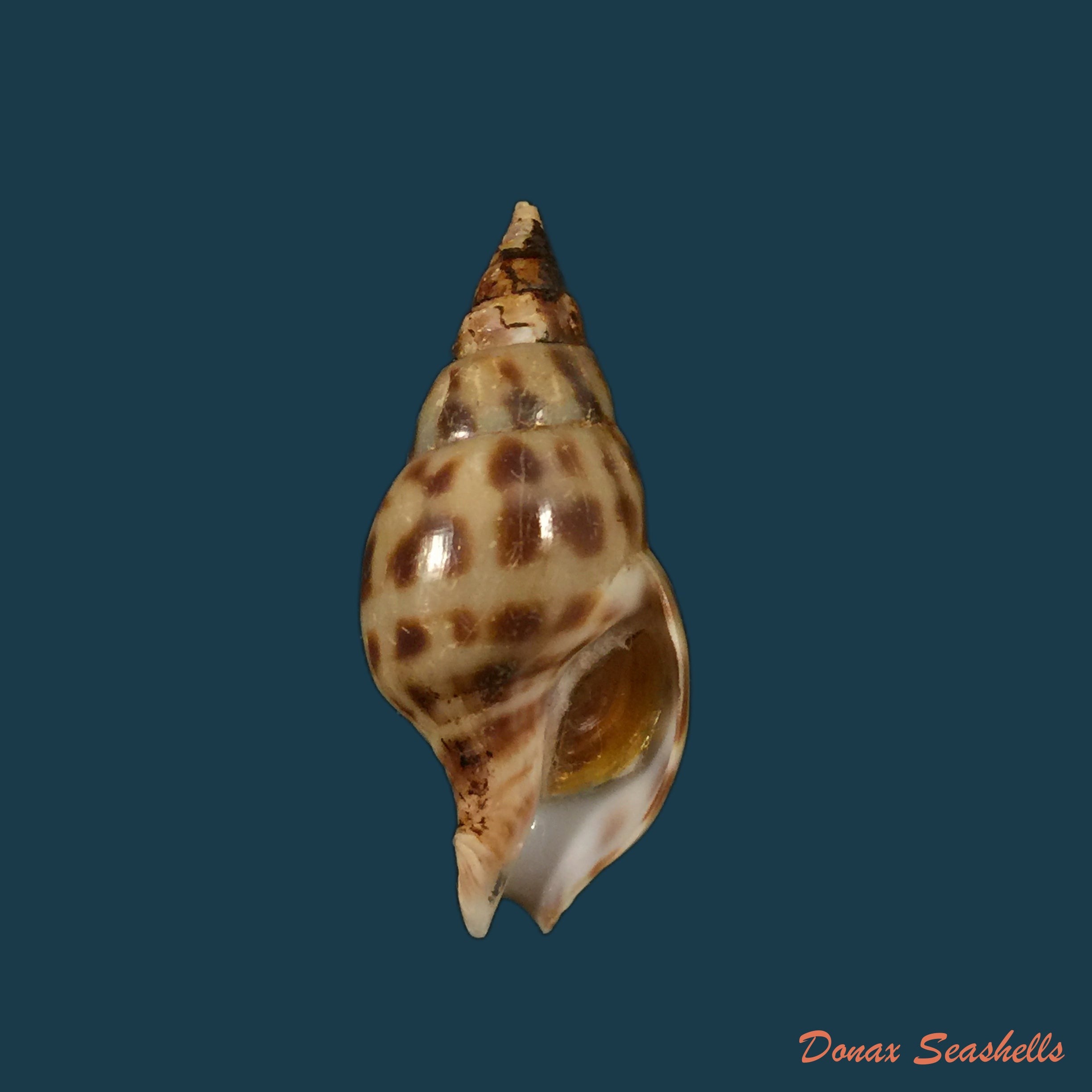 copia-de-lophiotoma-acuta-perry-1811-55mm