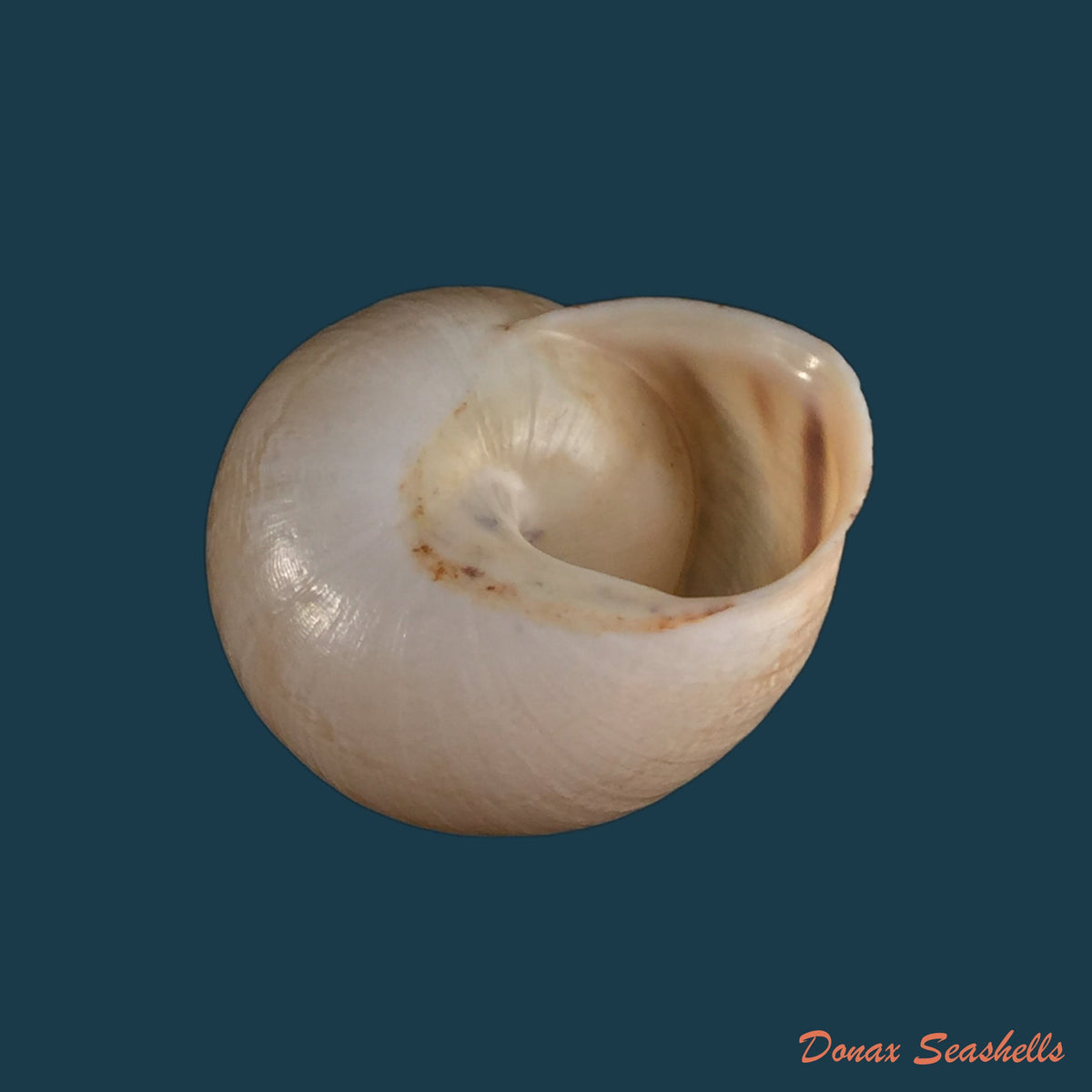 copia-de-loxana-anatisana-pallary-1928-26-2mm