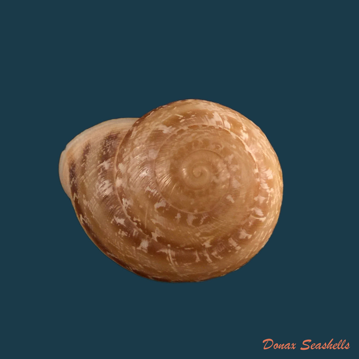 copia-de-loxana-beaumieri-demnatensis-mousson-1874-21-6mm-1