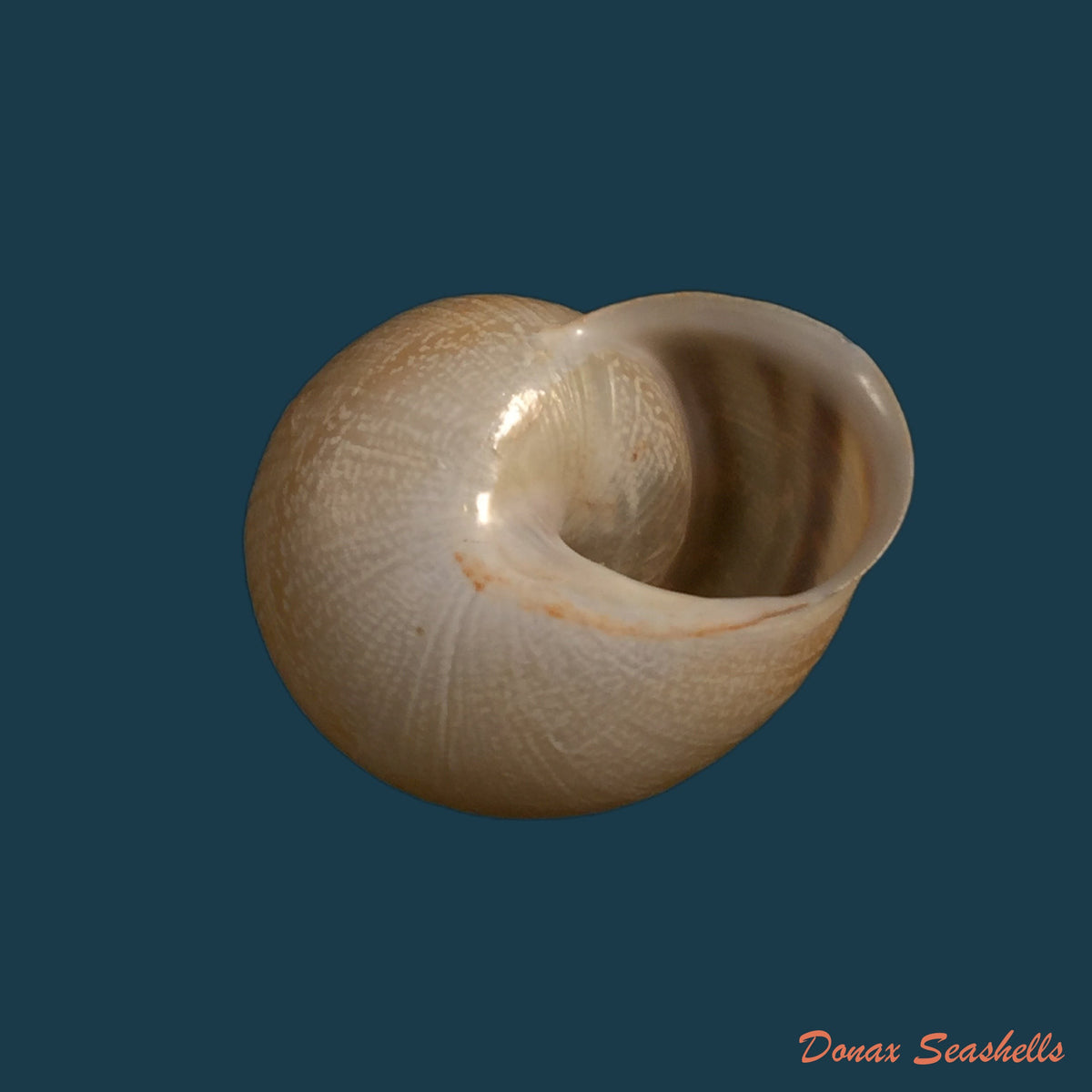 copia-de-loxana-beaumieri-demnatensis-mousson-1874-21-6mm-1