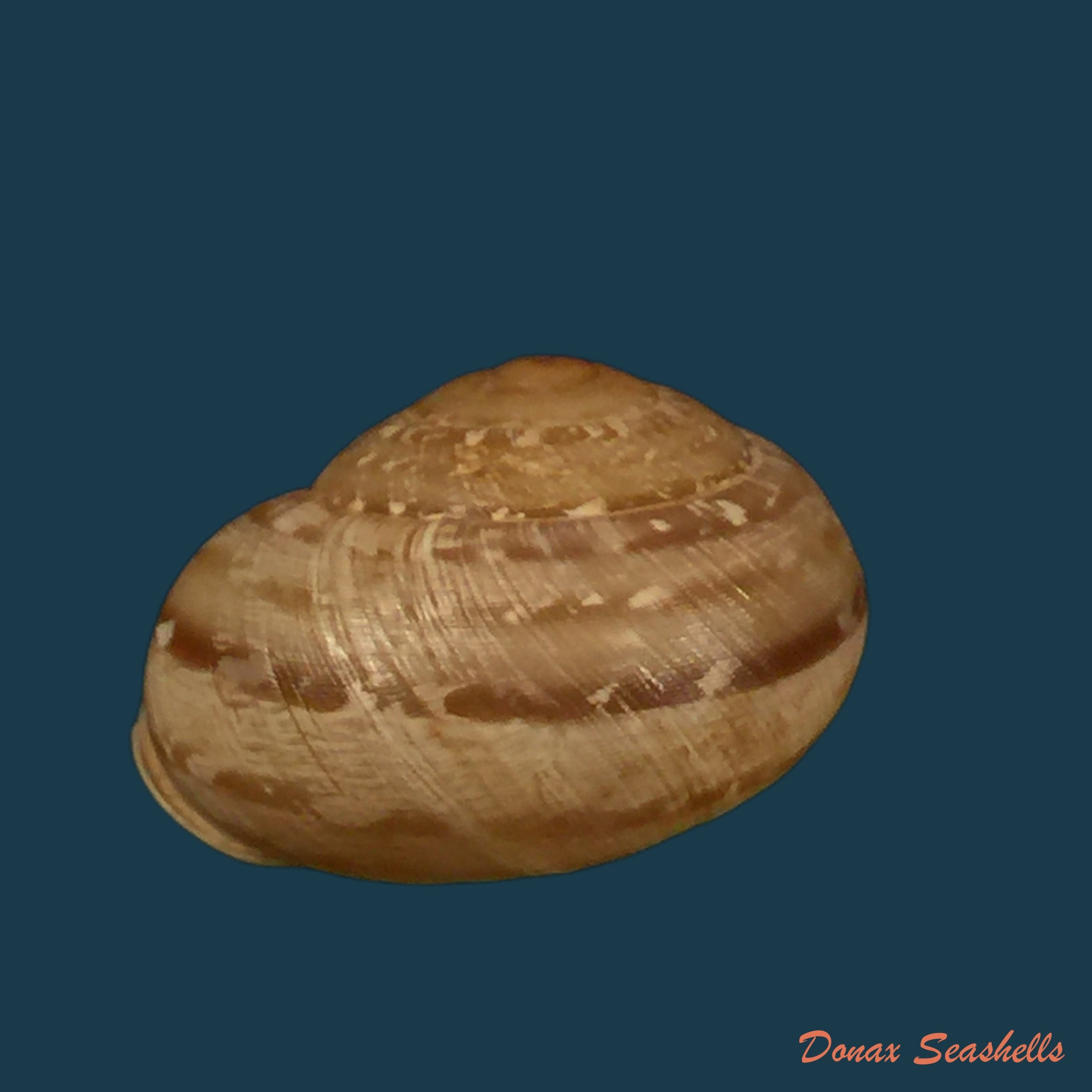 copia-de-loxana-beaumieri-rostrata-pallary-1926-24-4mm