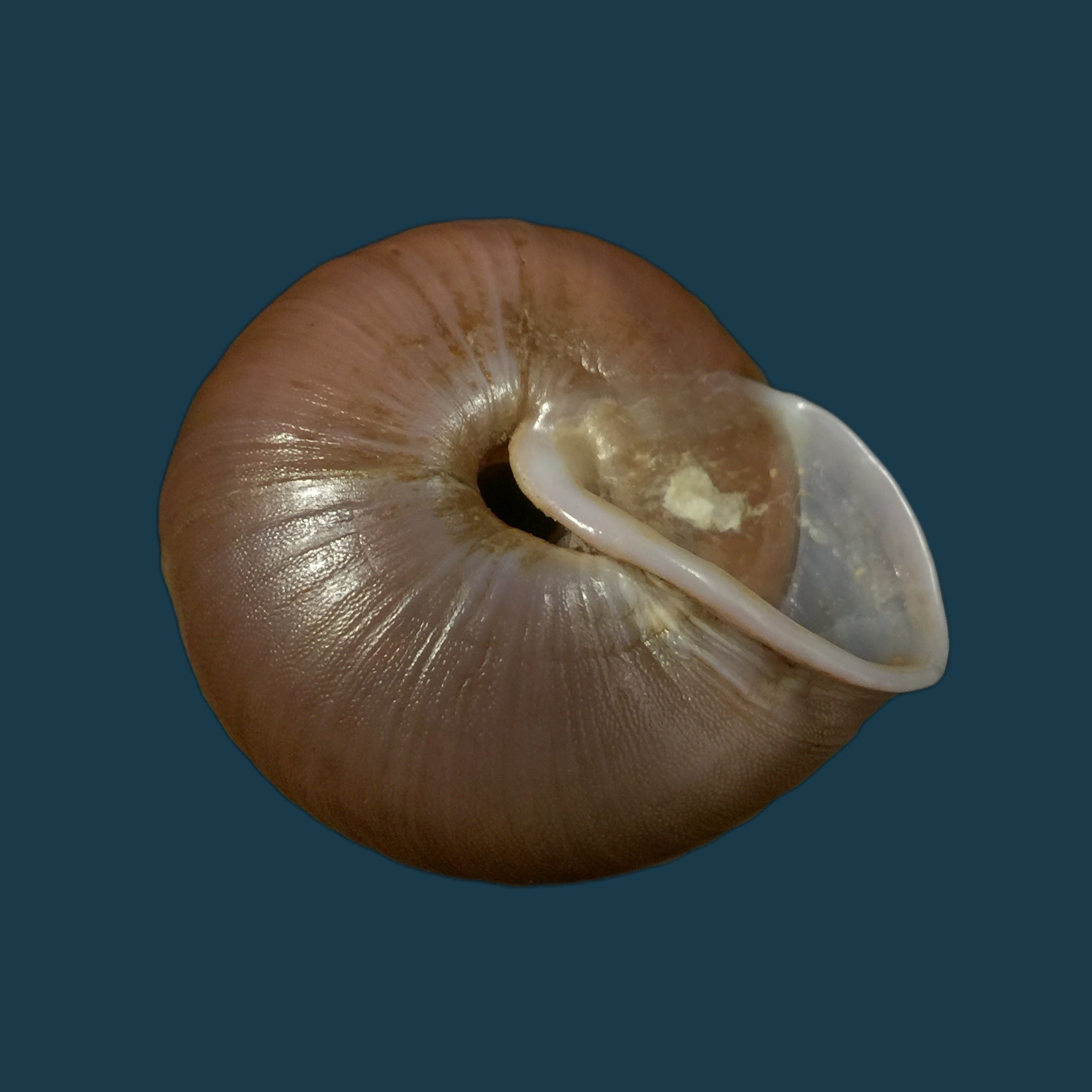 Lucerna lamarckii heteroclites Lamarck, 1822 - 46,9毫米