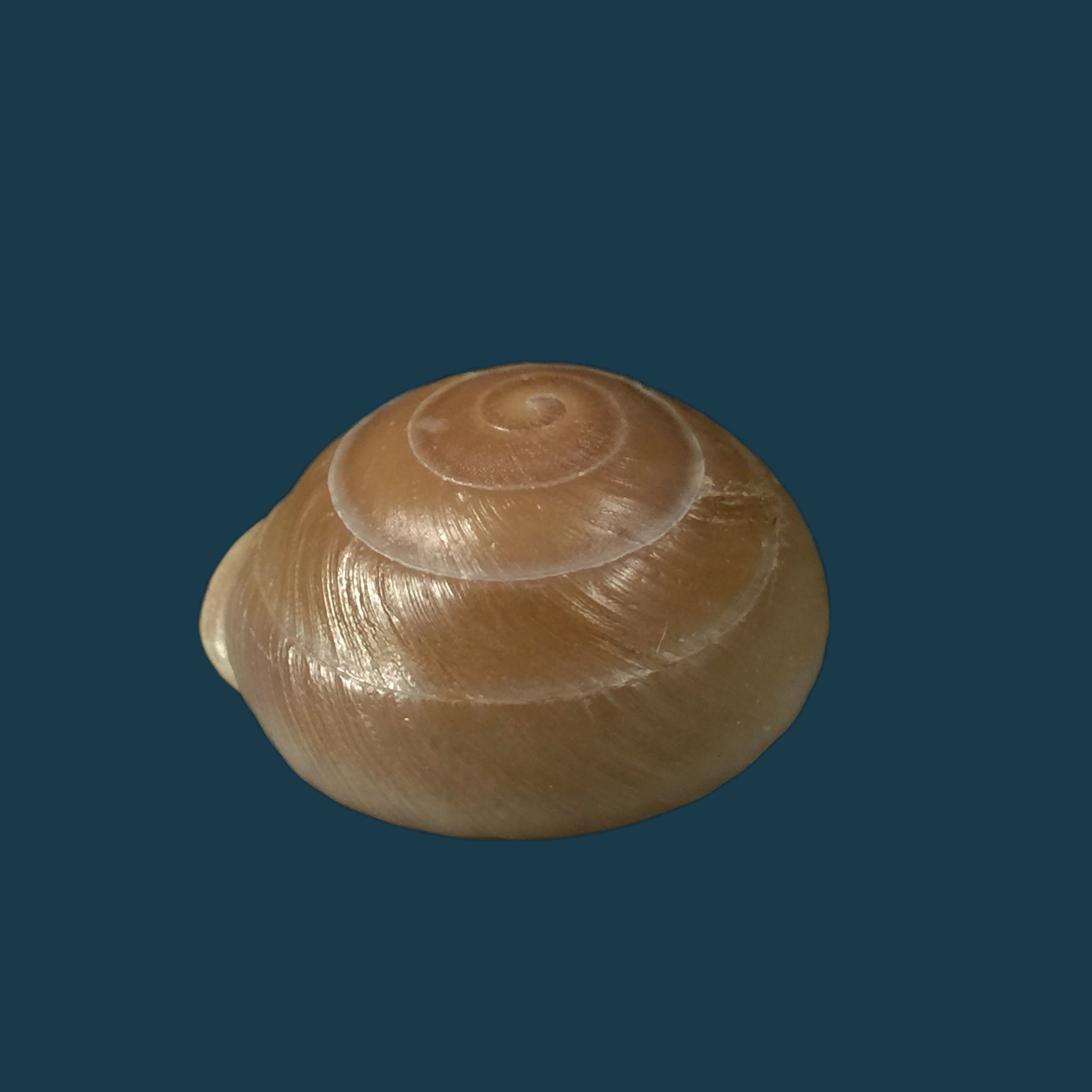 Lucerna lucerna(穆勒,1774)- 28,3毫米