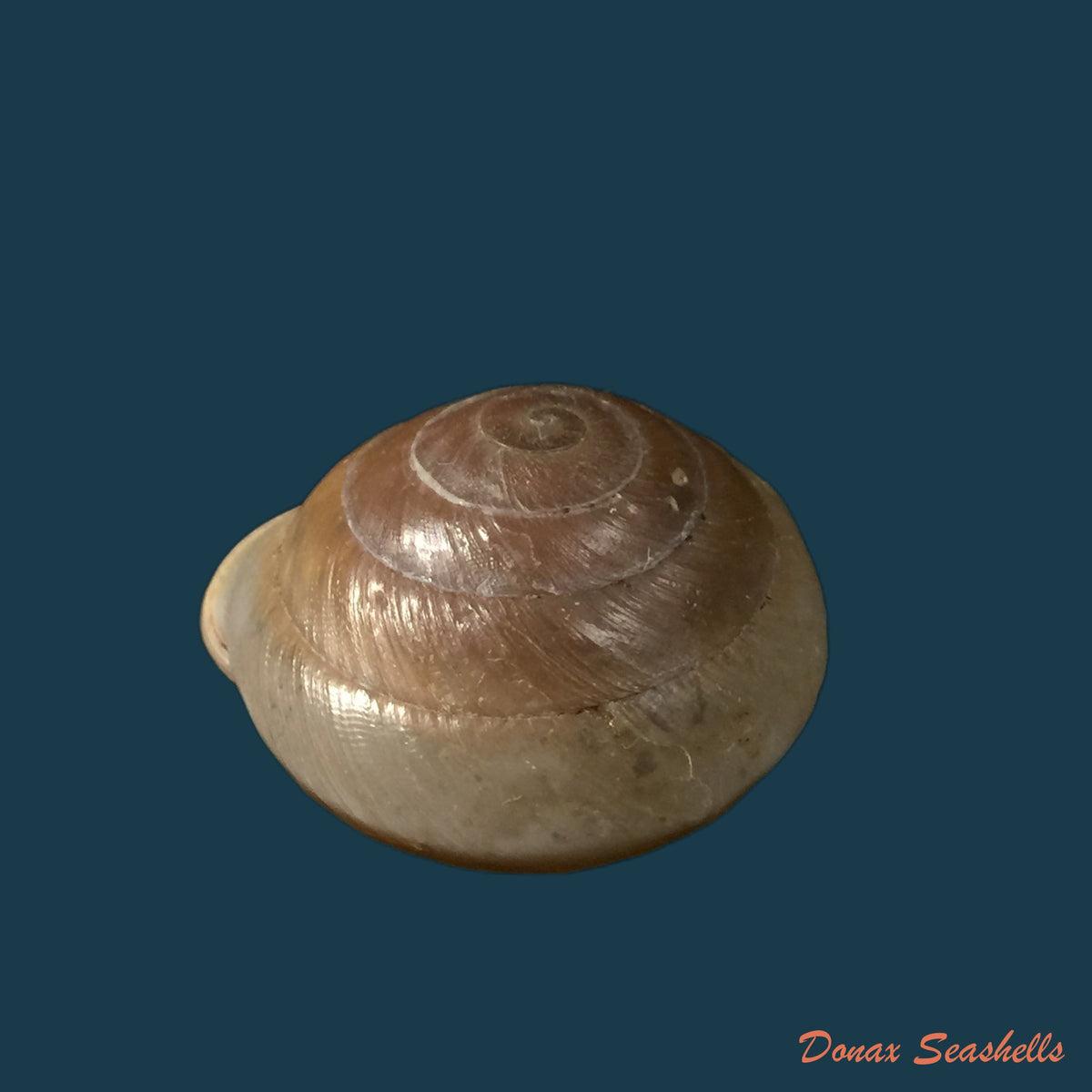 copia-de-lucerna-lucerna-o-f-muller-1774-29-2mm