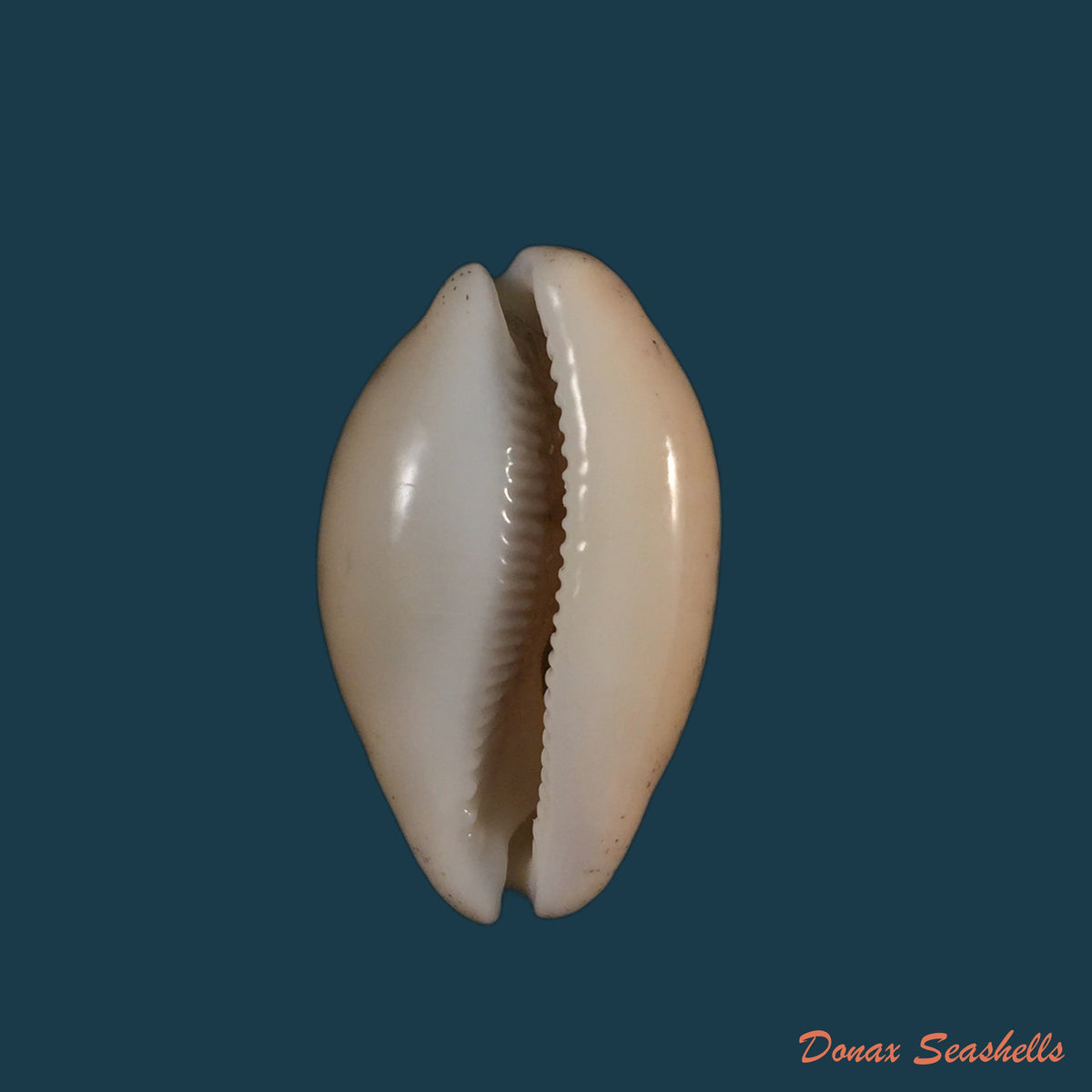copia-de-luria-cinerea-brasiliensis-lorenz-hubert-1993-35-1mm