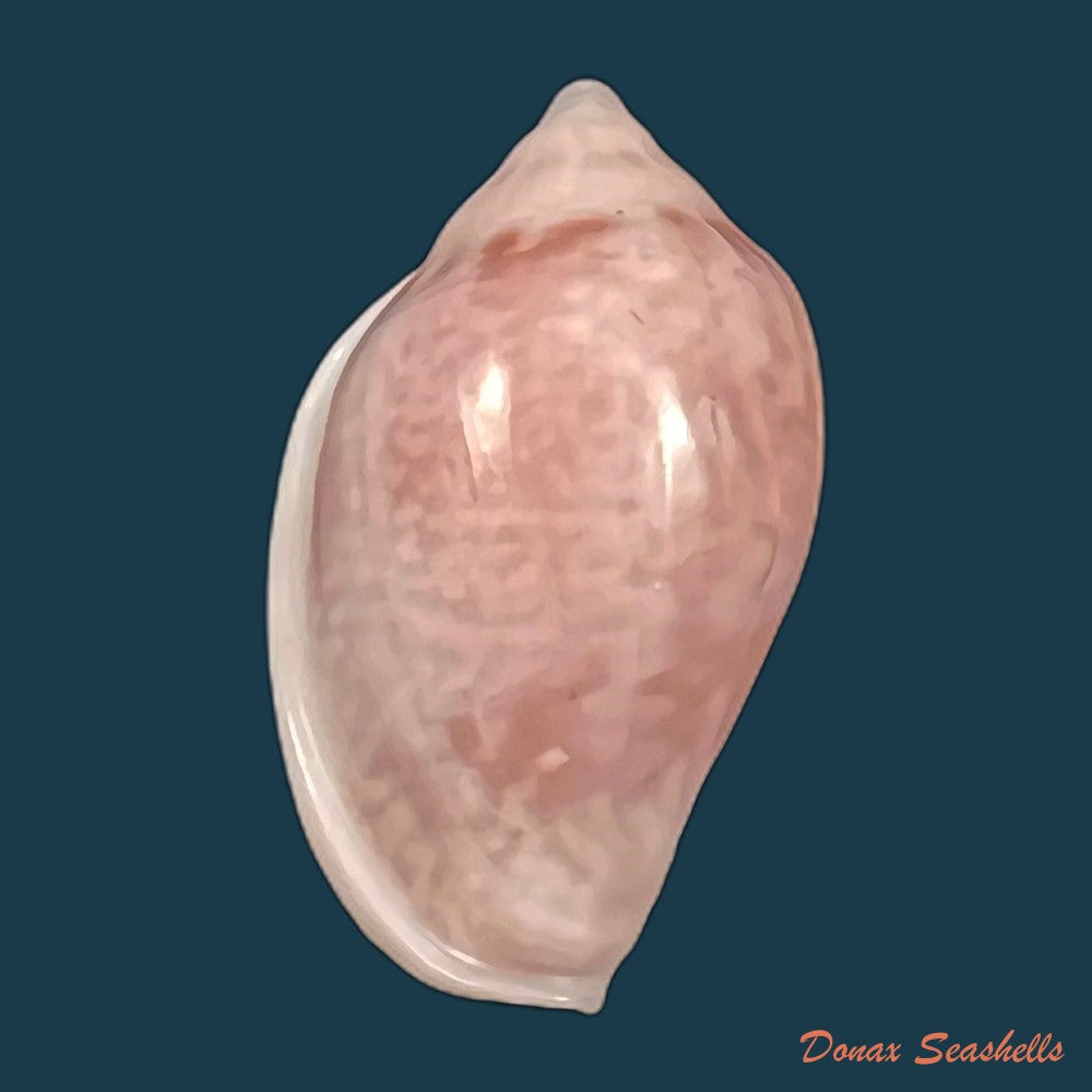 copia-de-marginella-glabella-linnaeus-1758-34-1mm