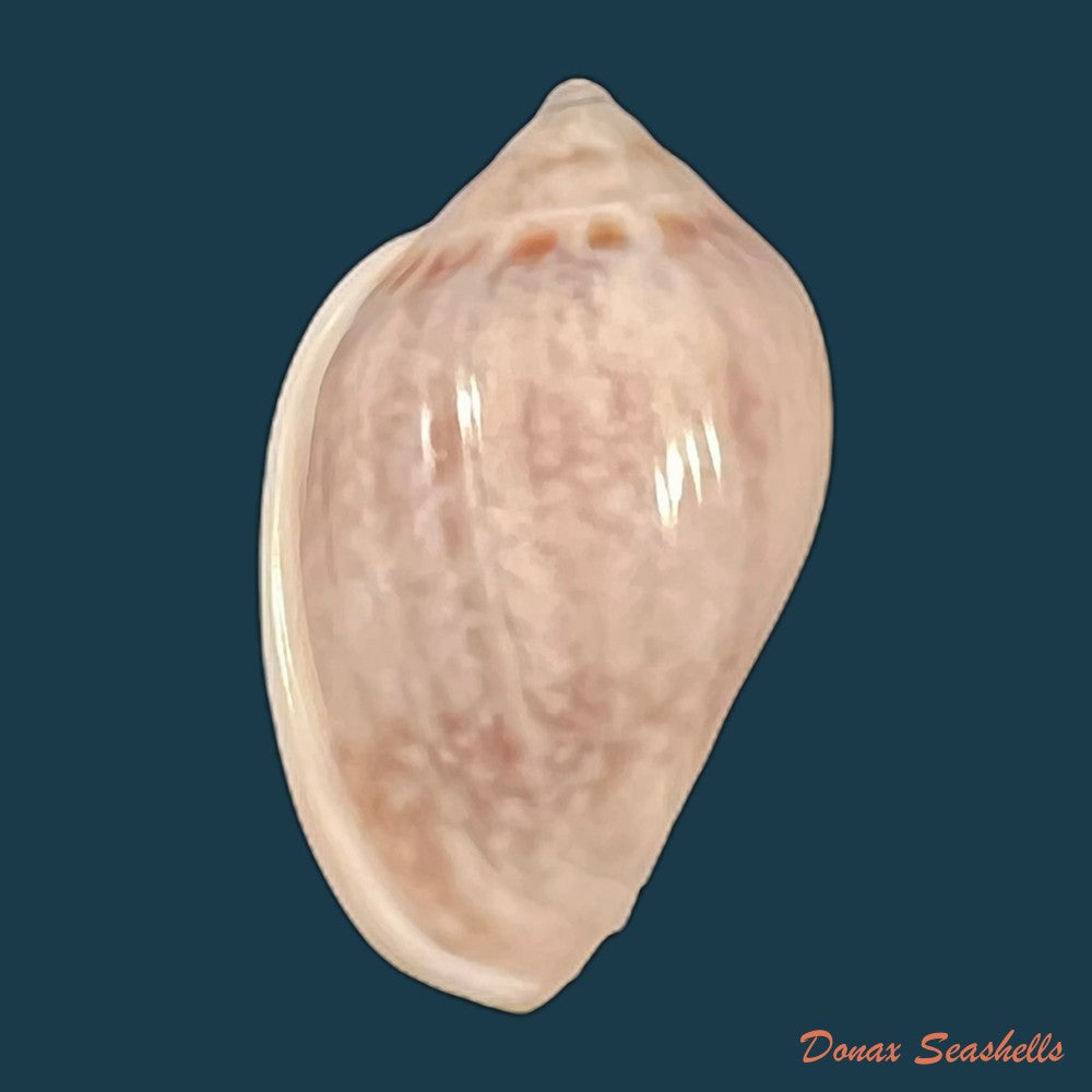 copia-de-marginella-glabella-linnaeus-1758-35-1mm-1