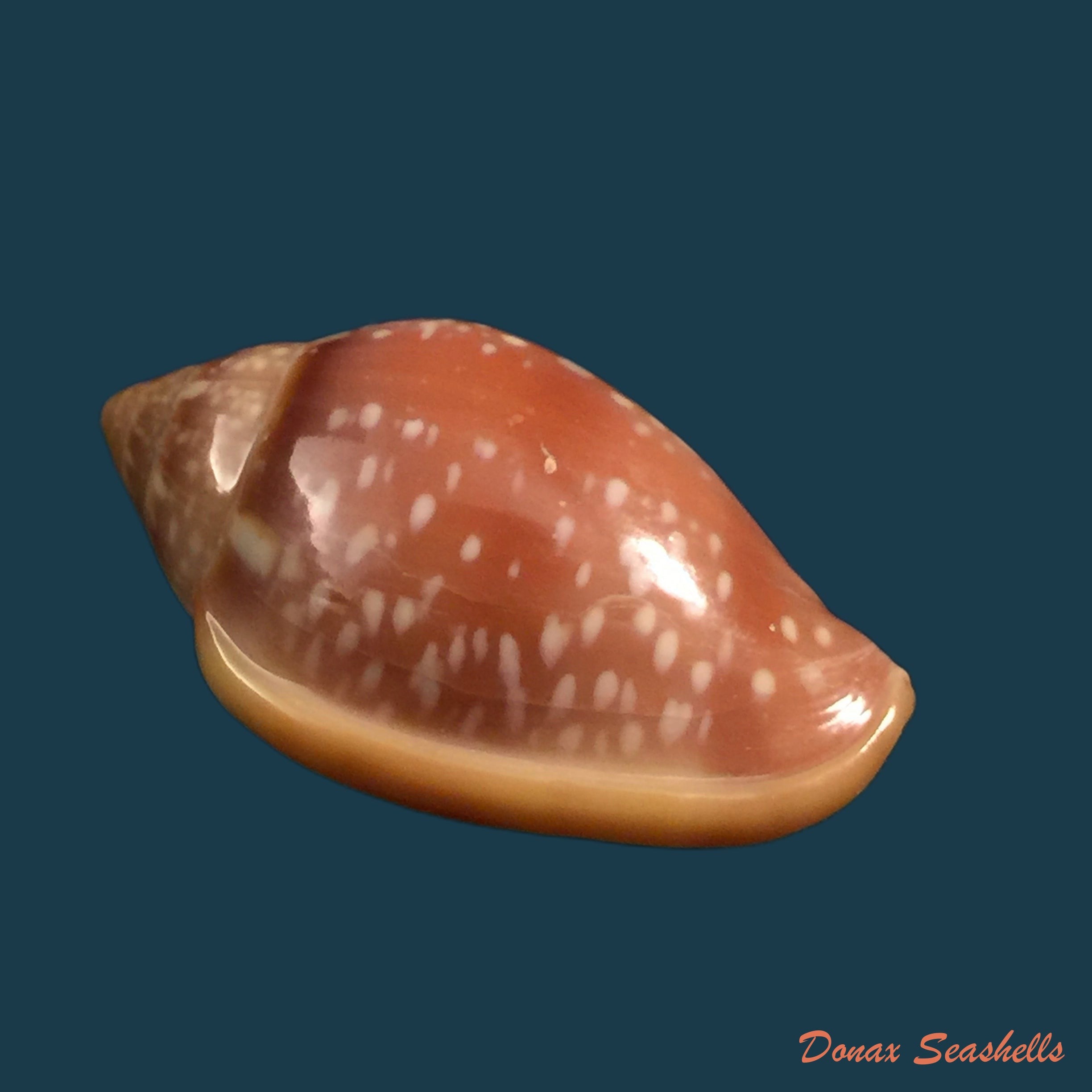 copia-de-marginella-glabella-linnaeus-1758-35-1mm