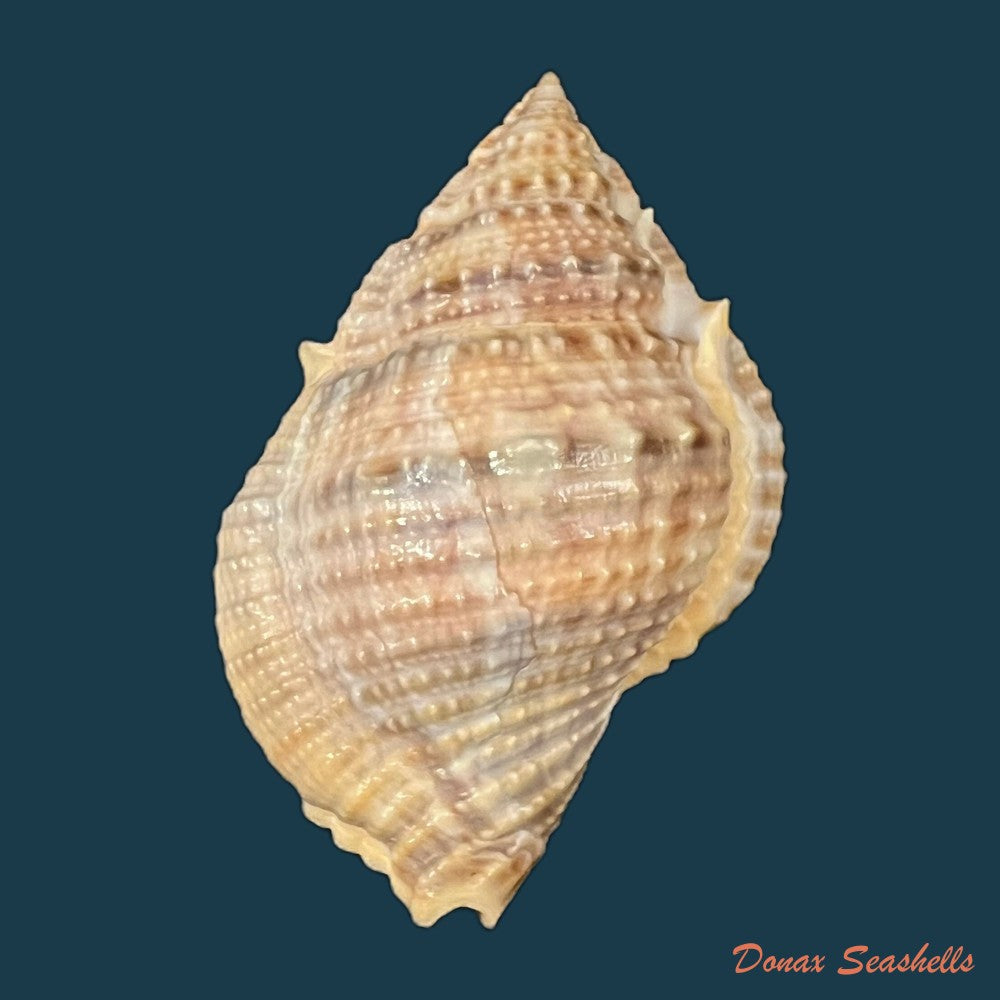 copia-de-marsupina-bufo-bruguiere-1792-58-2mm