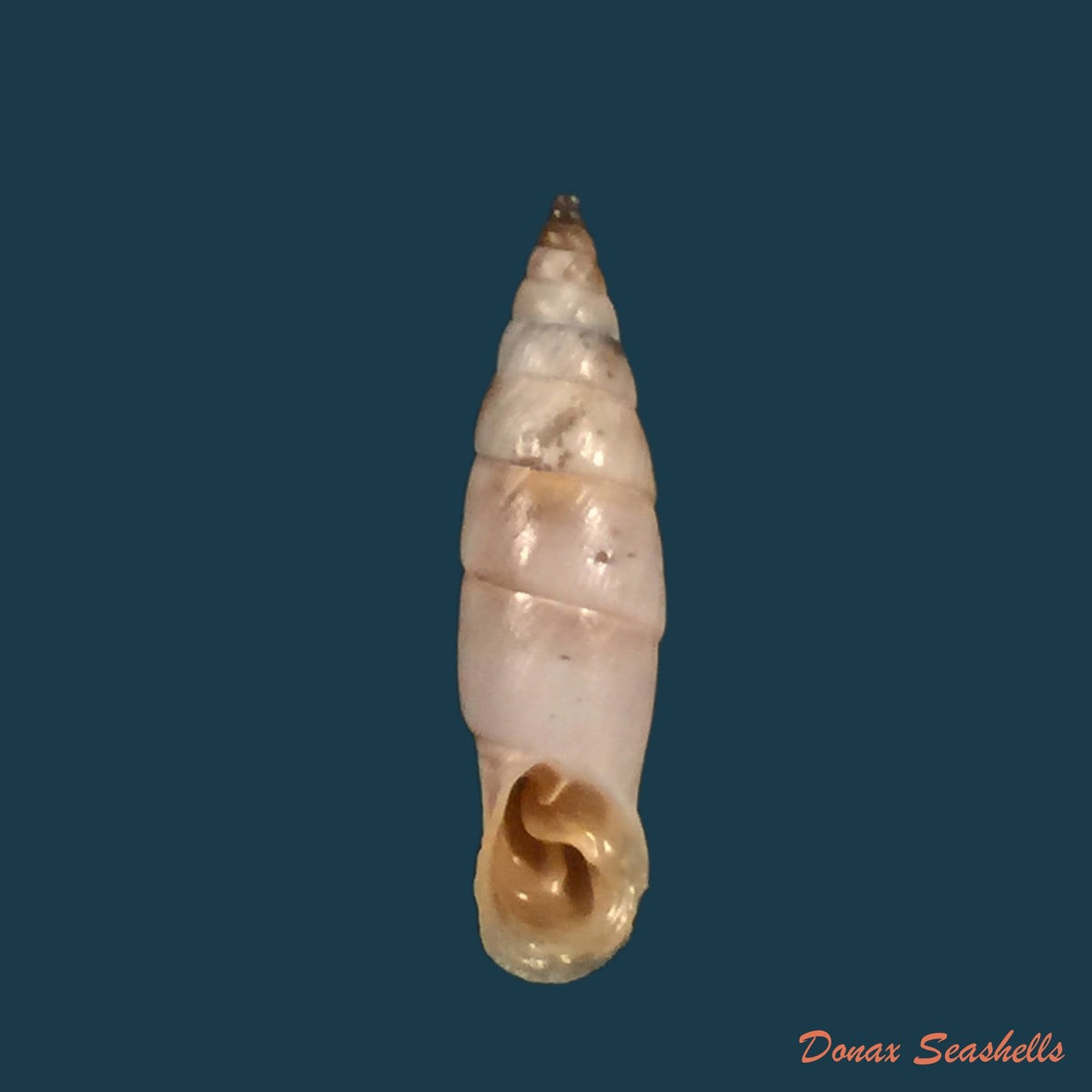 copia-de-medora-contracta-rossmassler-1842-20-1mm