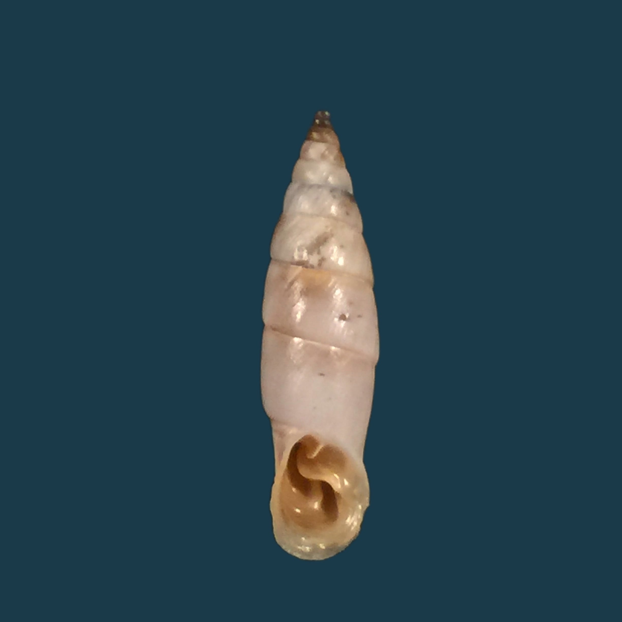 Medora almissana Kuester,1847 年 - 23,3mm