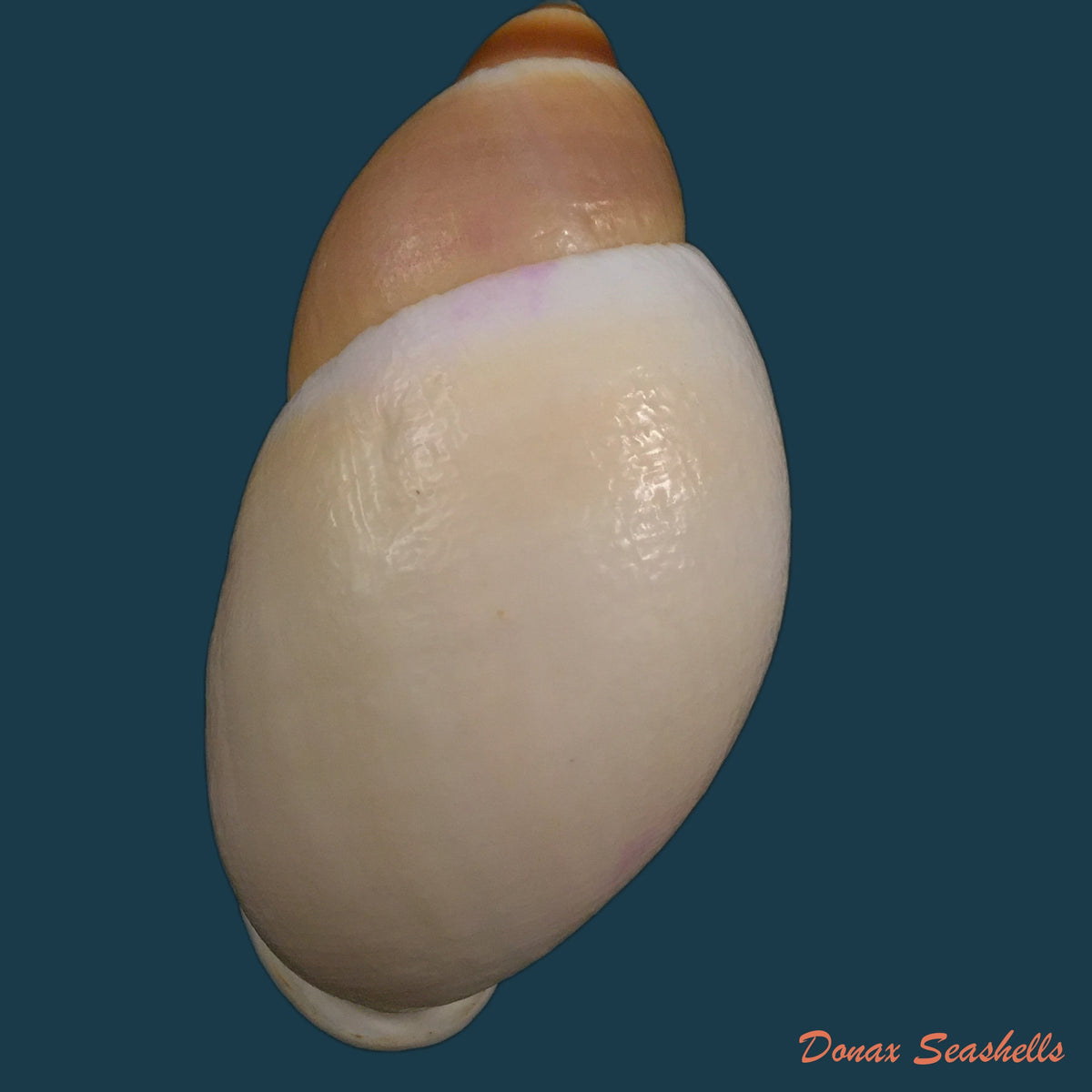 copia-de-megalobulimus-parafragilior-leme-indrusiak-1990-81-2mm