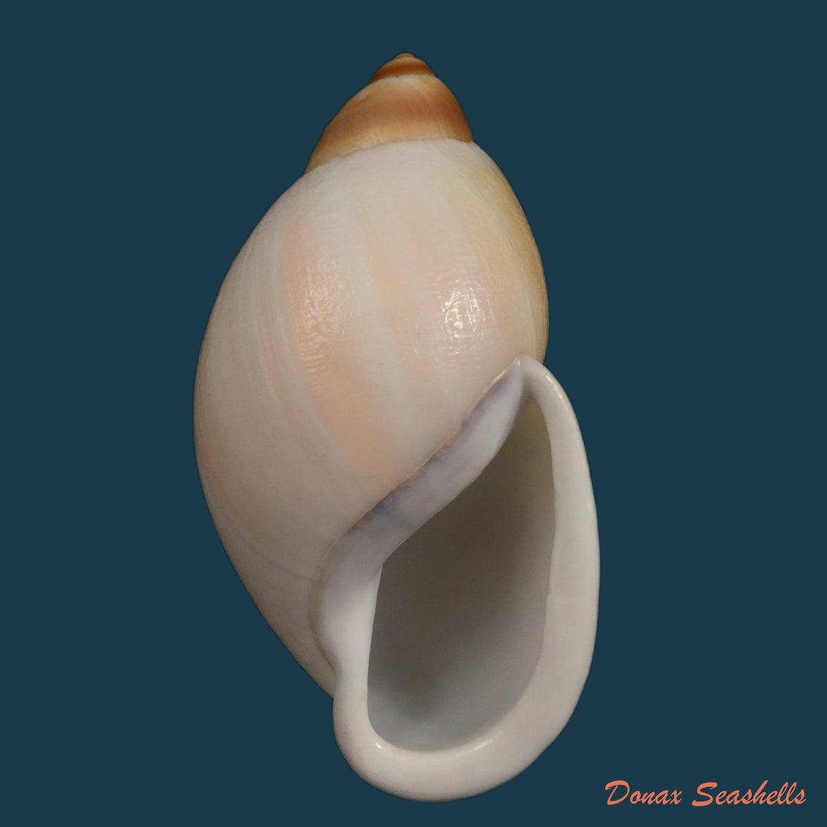 copia-de-megalobulimus-parafragilior-leme-indrusiak-1990-81-2mm
