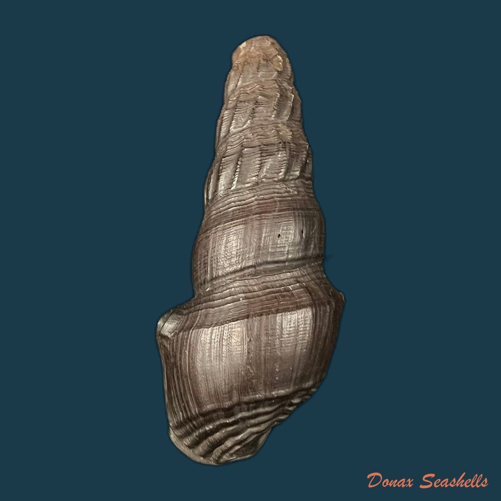copia-de-melanatria-fluminea-gmelin-1767-59-9mm-1