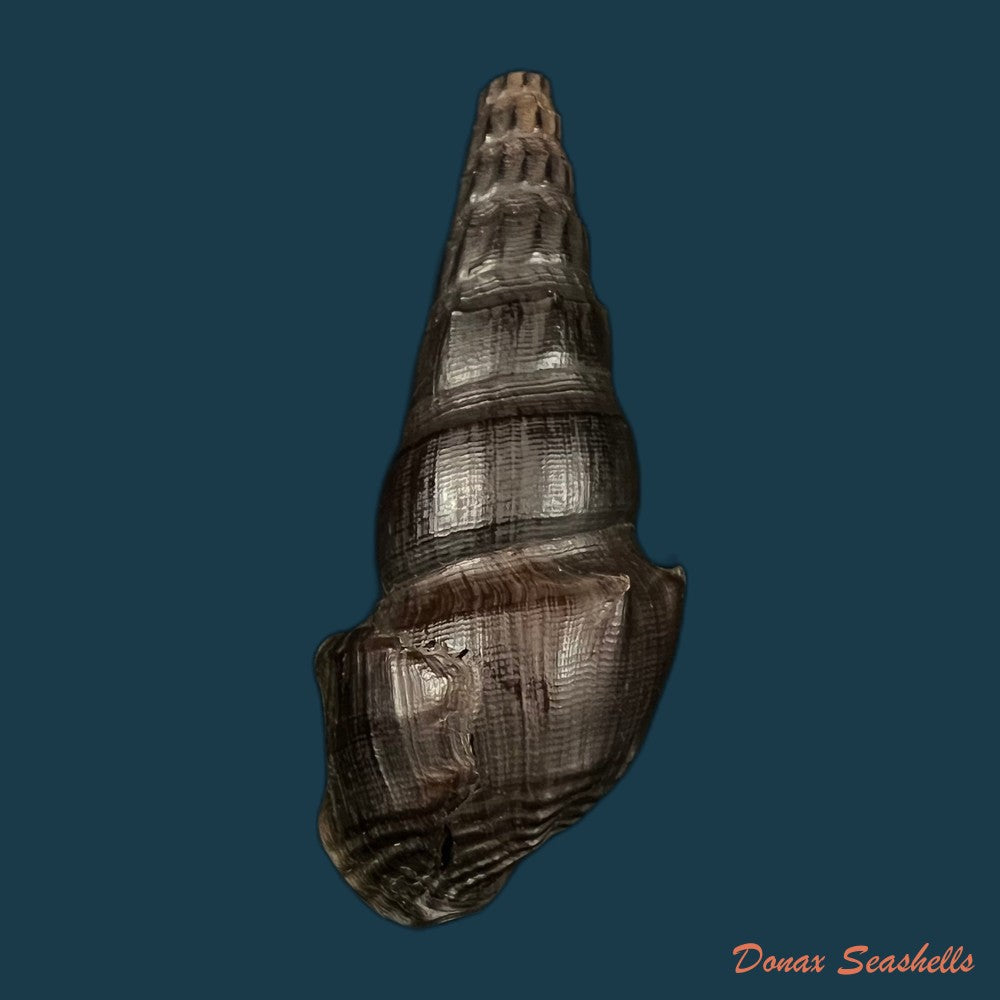 copia-de-melanatria-fluminea-gmelin-1767-67-8mm-2