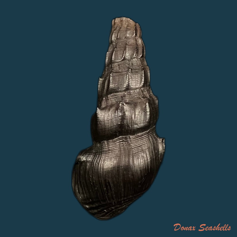 copia-de-melanatria-fluminea-gmelin-1767-68-5mm