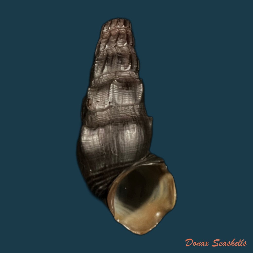 copia-de-melanatria-fluminea-gmelin-1767-68-5mm