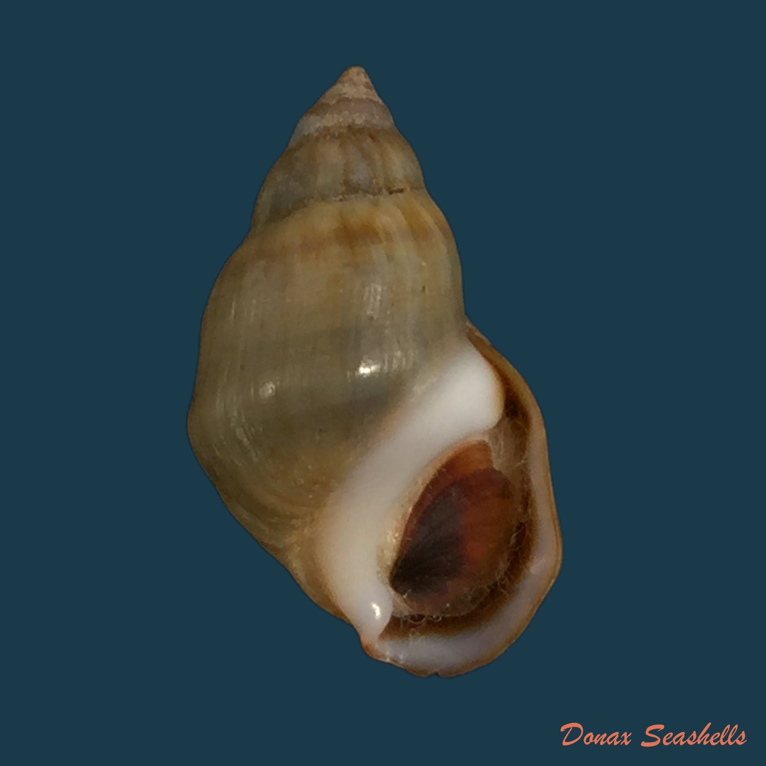copia-de-melanopsis-attenuata-pallary-1920