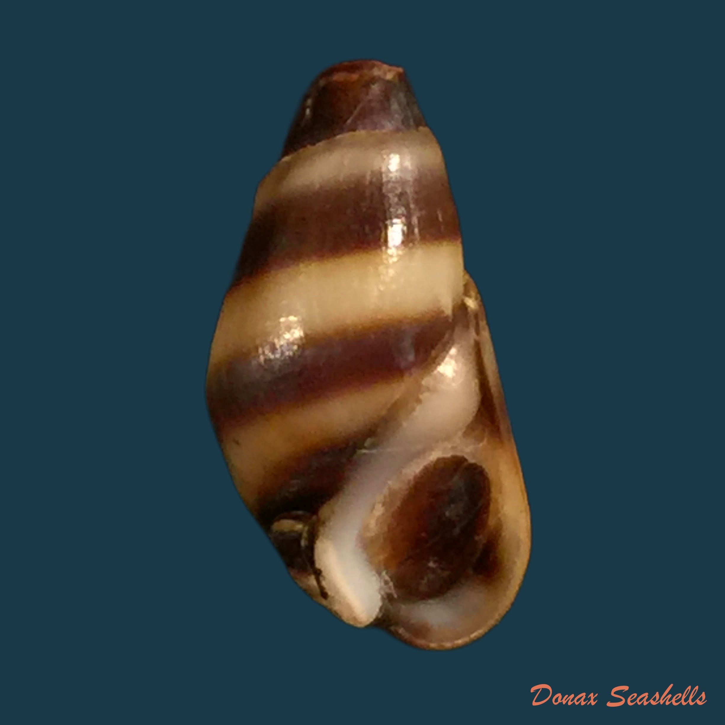 copia-de-melanopsis-foleyi-pallary-1920