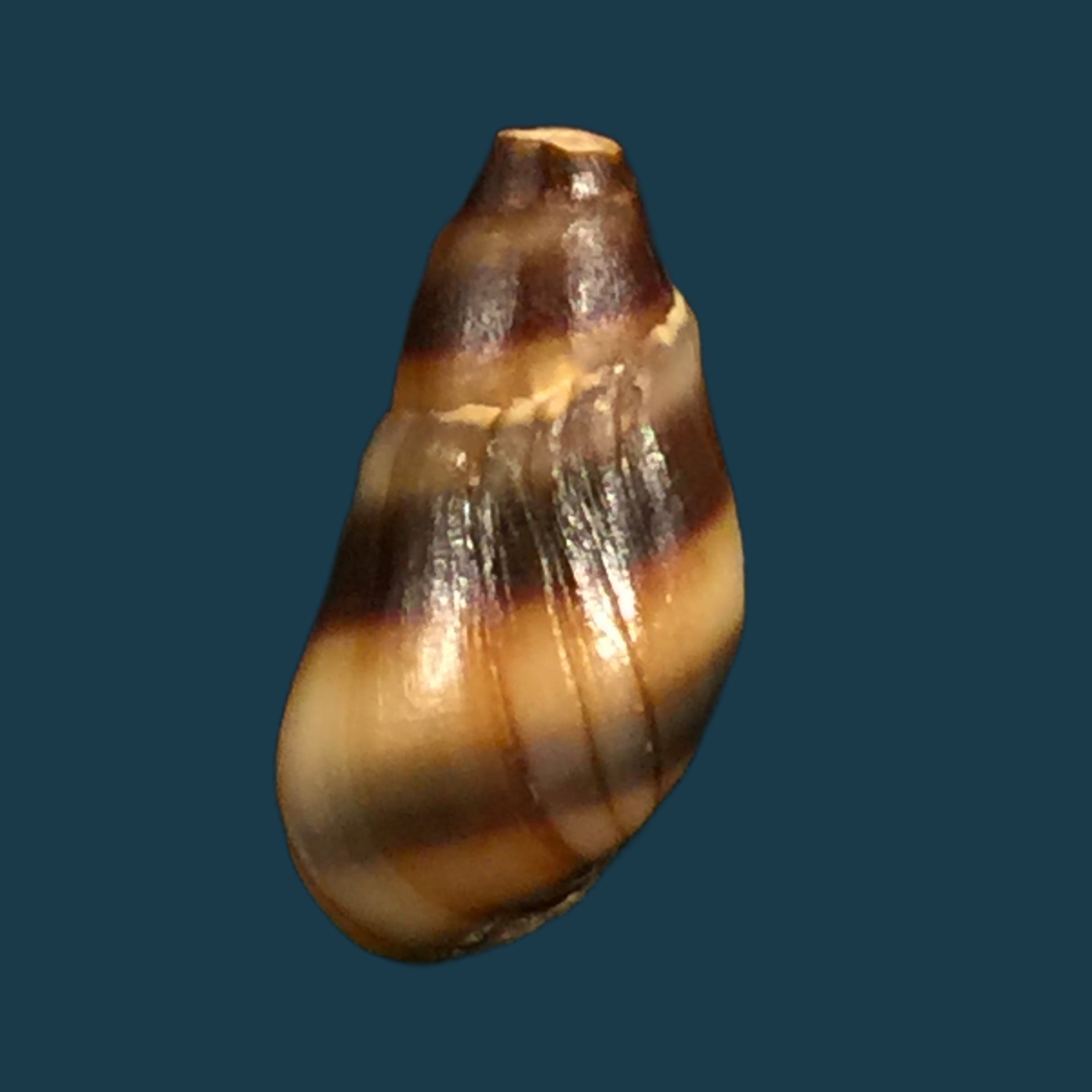 Melanopsis torquilla Pallary, 1920 - 14mm
