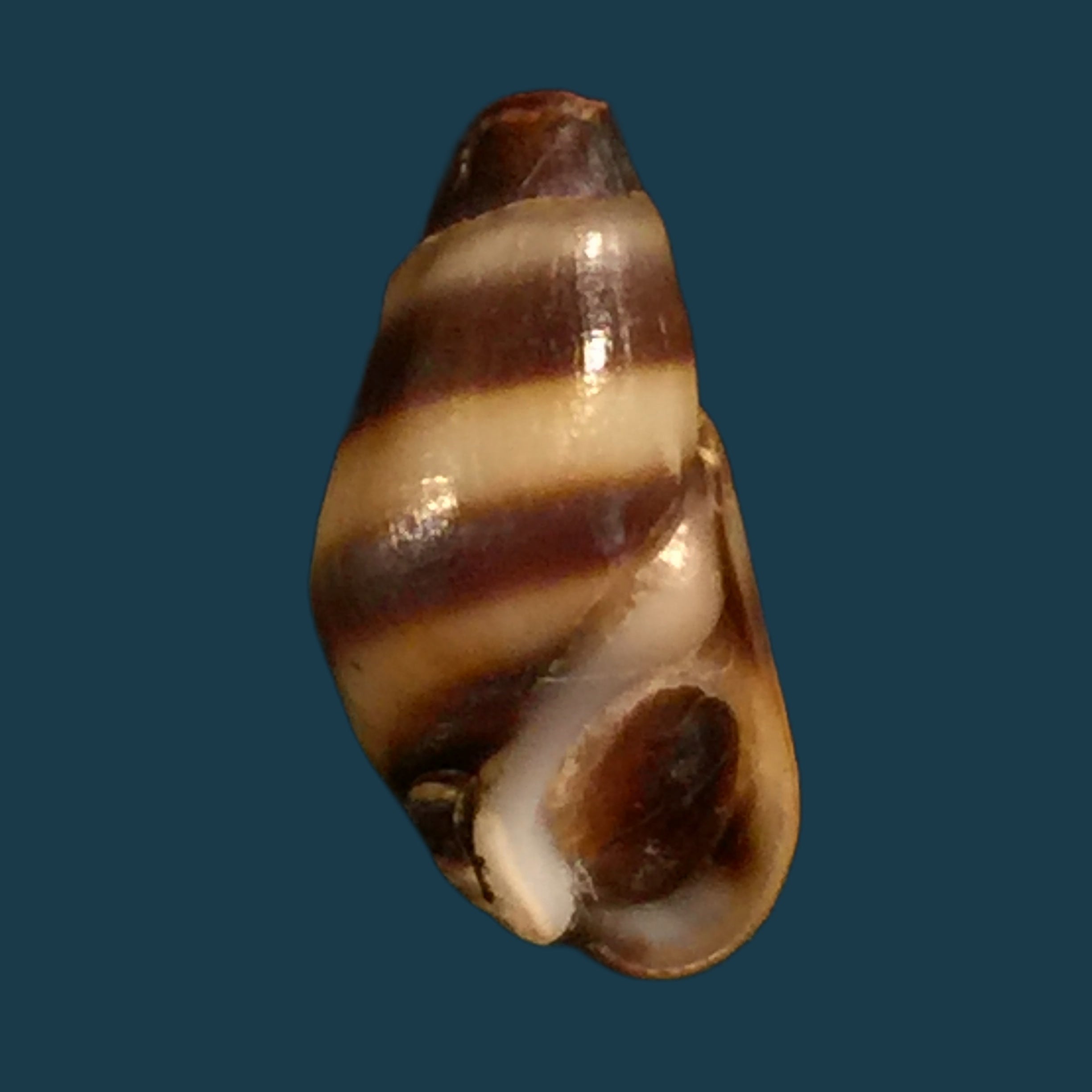 Melanopsis torquilla Pallary, 1920 - 14mm