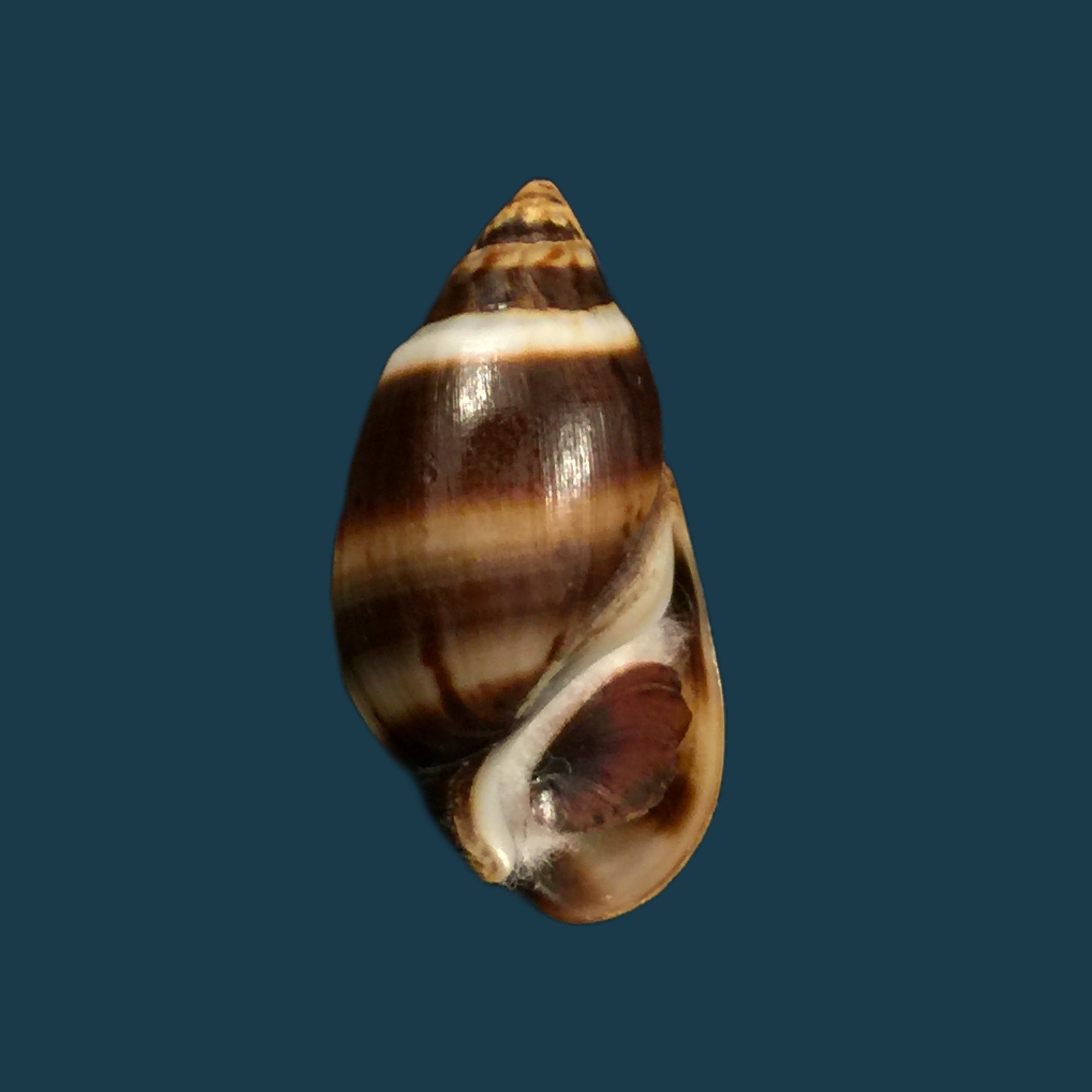 Melanopsis marocana fasciolata Bourguignat, 1884 - 26,2mm
