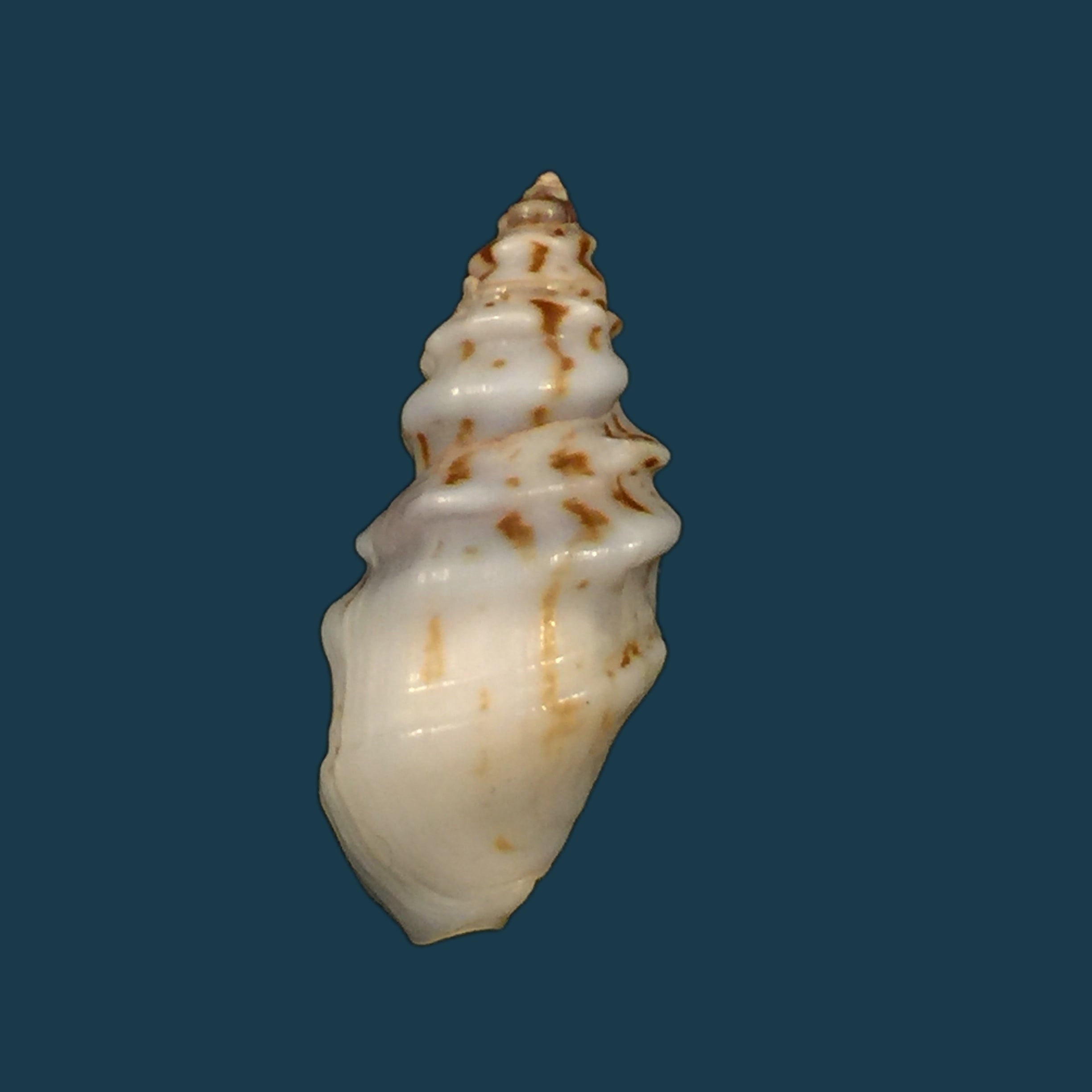 Melanopsis tricarinata coronata J. Ahuir, 2015 - 31,5mm