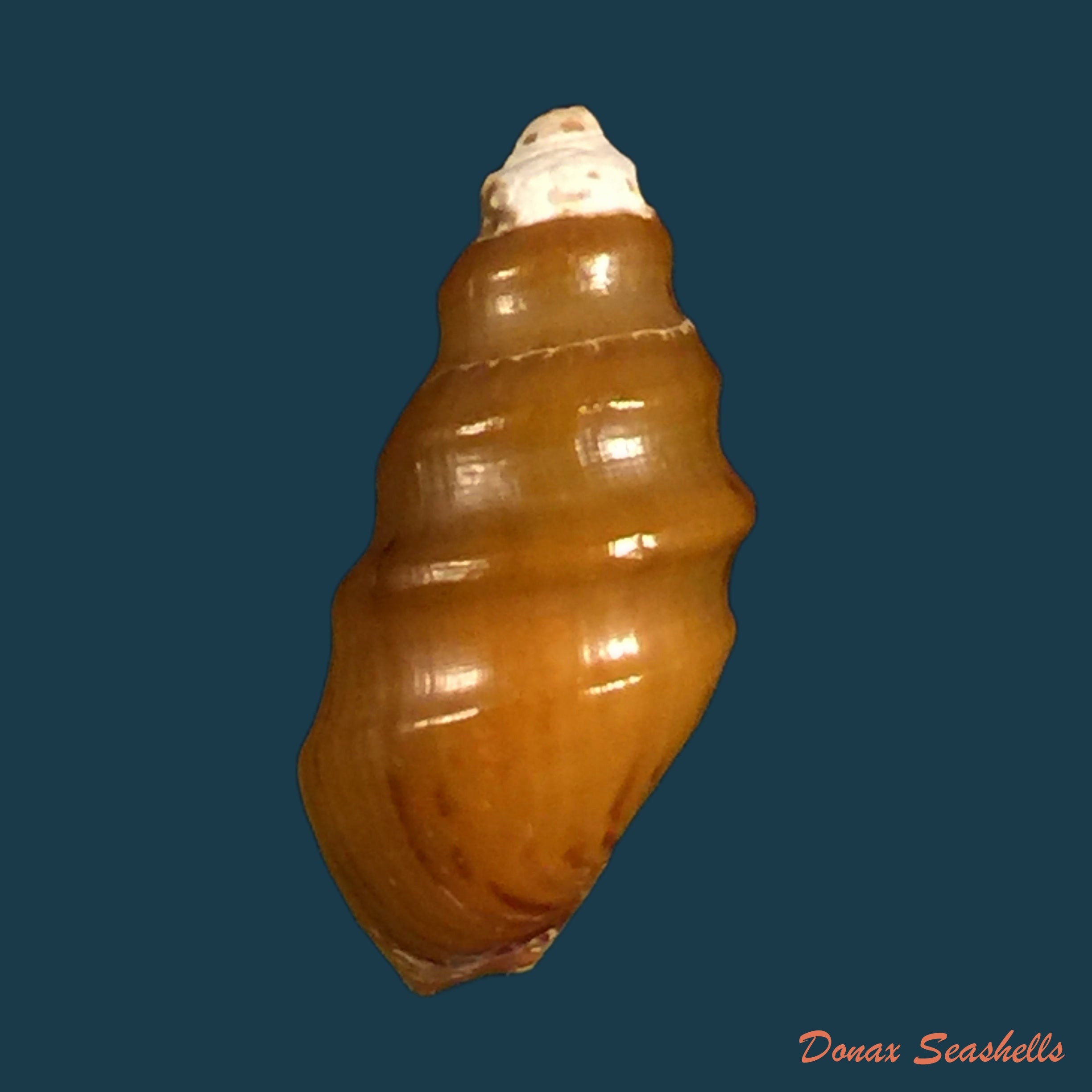 copia-de-melanopsis-percarinata-pallary-1918