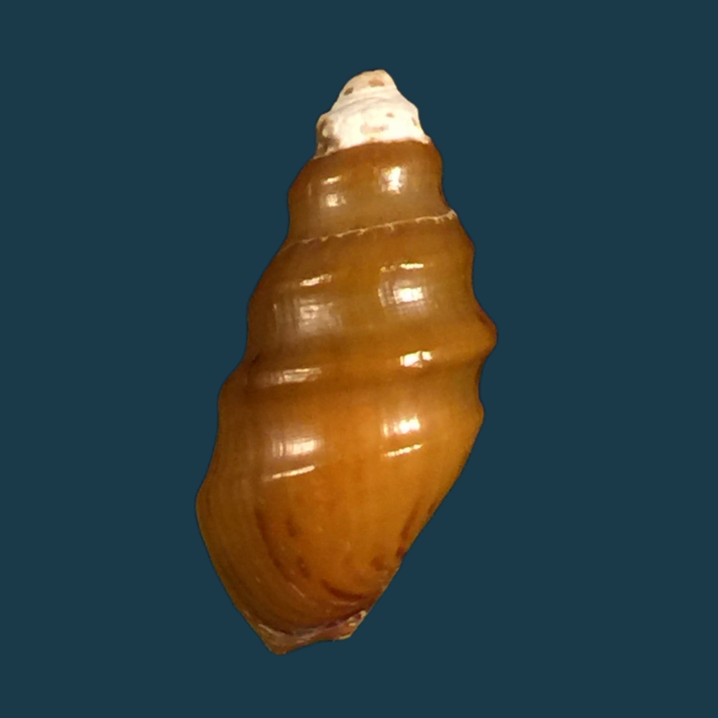 Melanopsis tricarinata (Bruguière, 1789) - 20,6mm