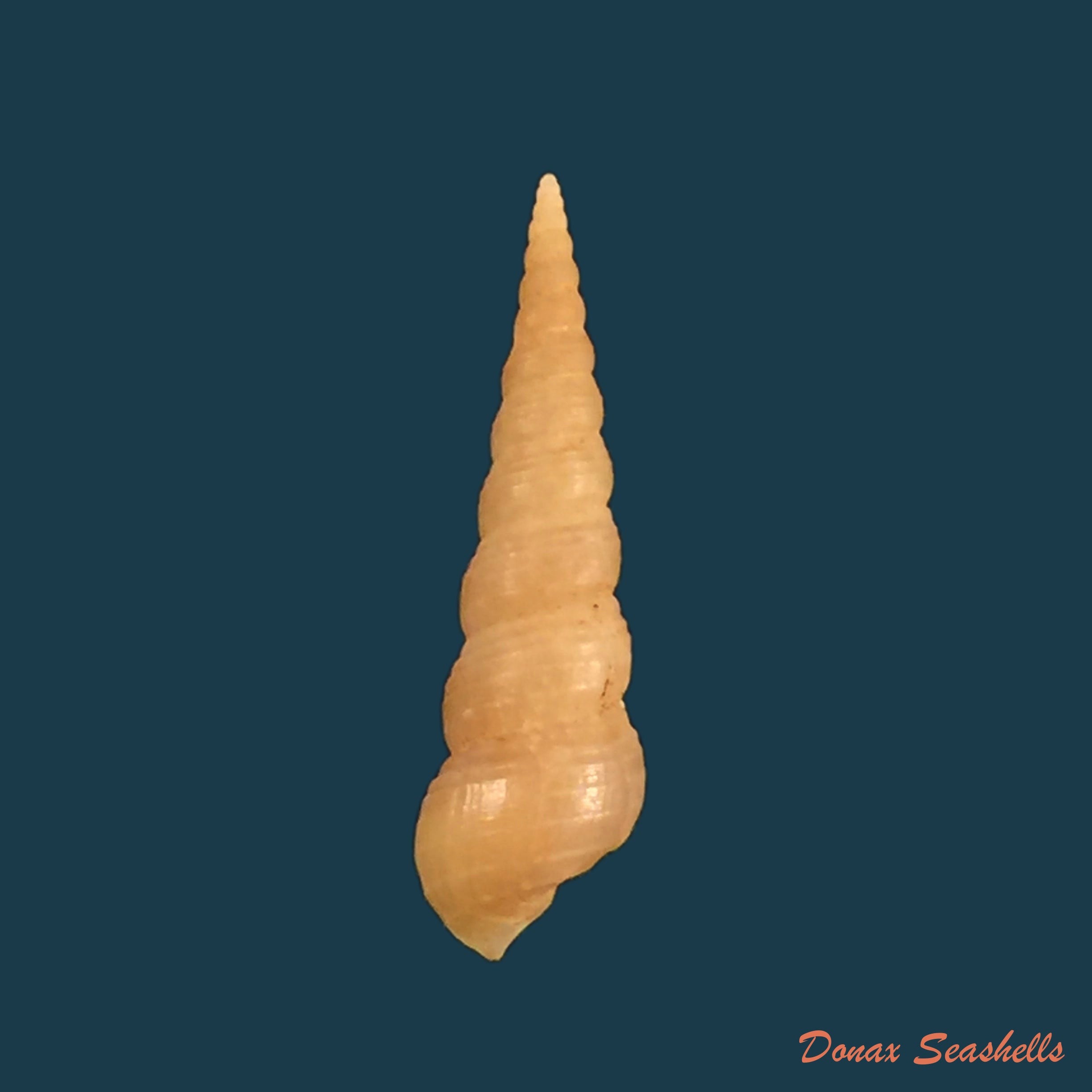 copia-de-mesalia-brevialis-lamarck-1822-23-8mm