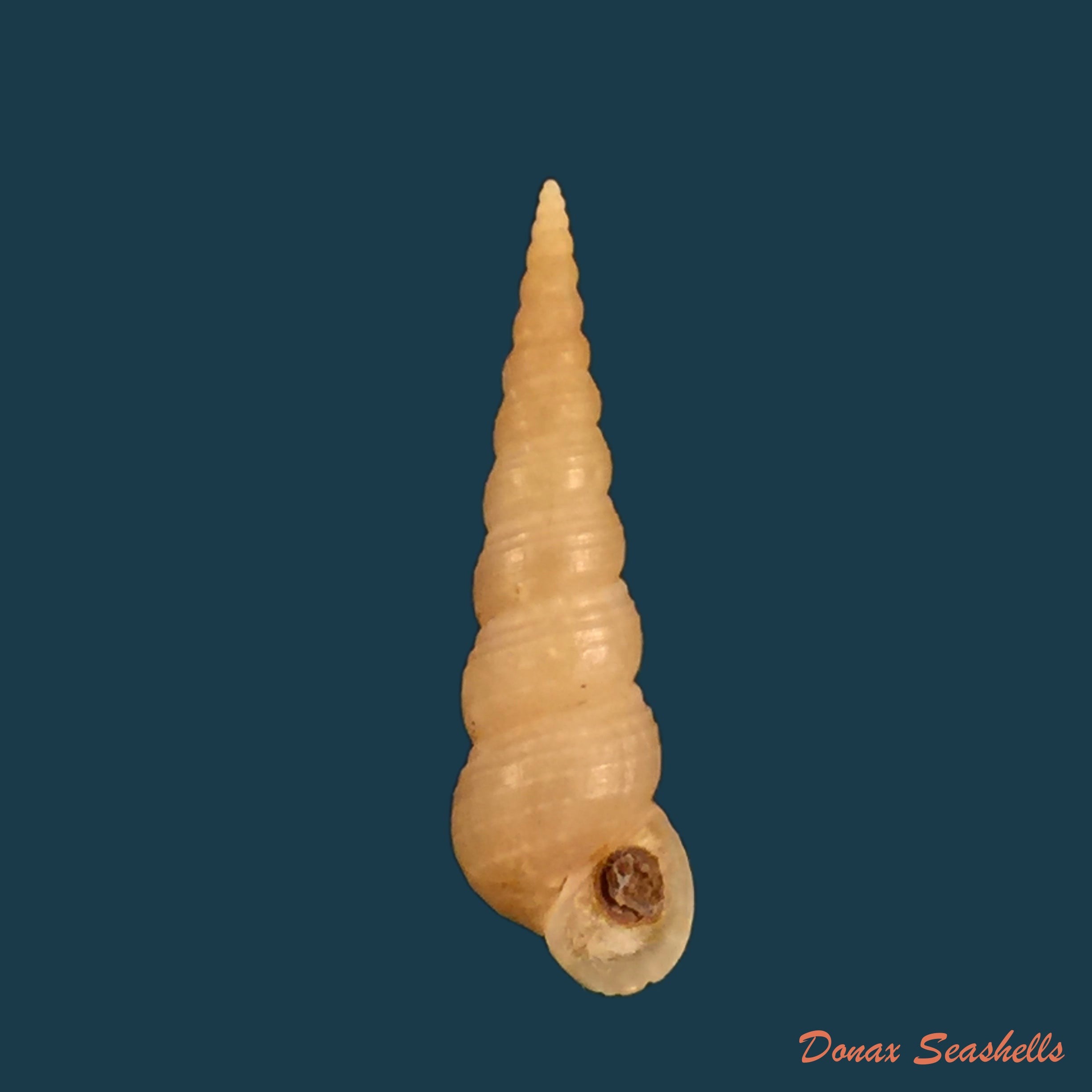 copia-de-mesalia-brevialis-lamarck-1822-23-8mm