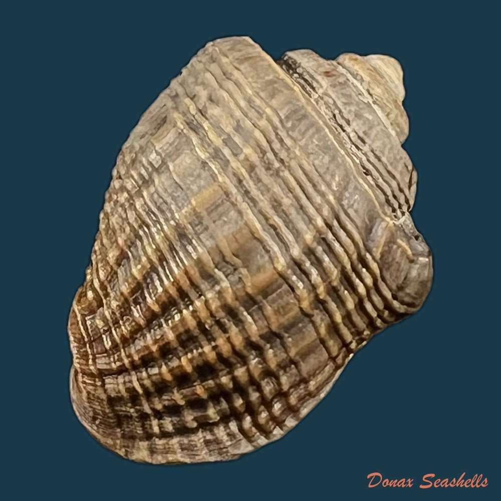 copia-de-miratesta-celebensis-p-sarasin-f-sarasin-1897-35-2mm