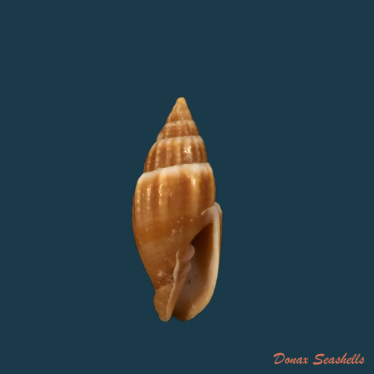 copia-de-mitra-brasiliensis-oliveira-etal-1969-27-1mm