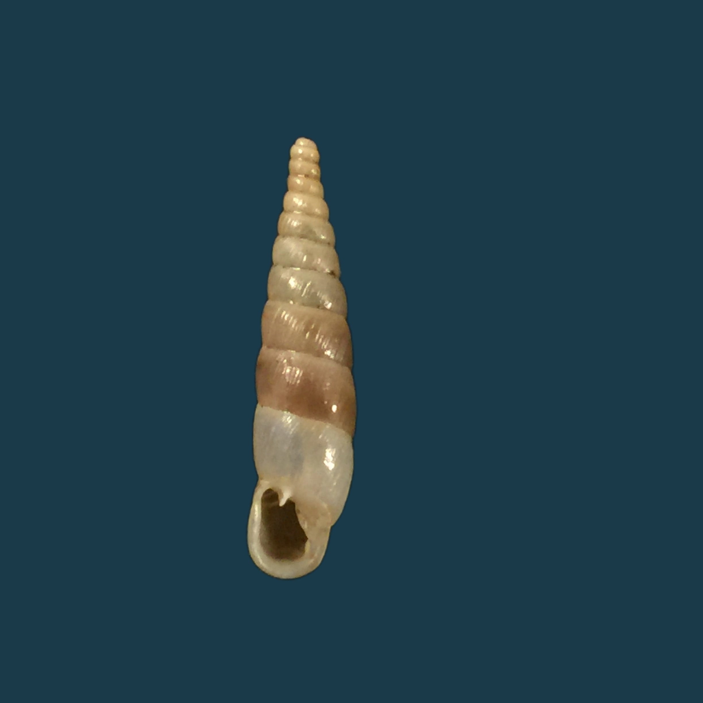 Montenegrina kastoriae kastoriae Nordsieck, 1972 - 17,9mm