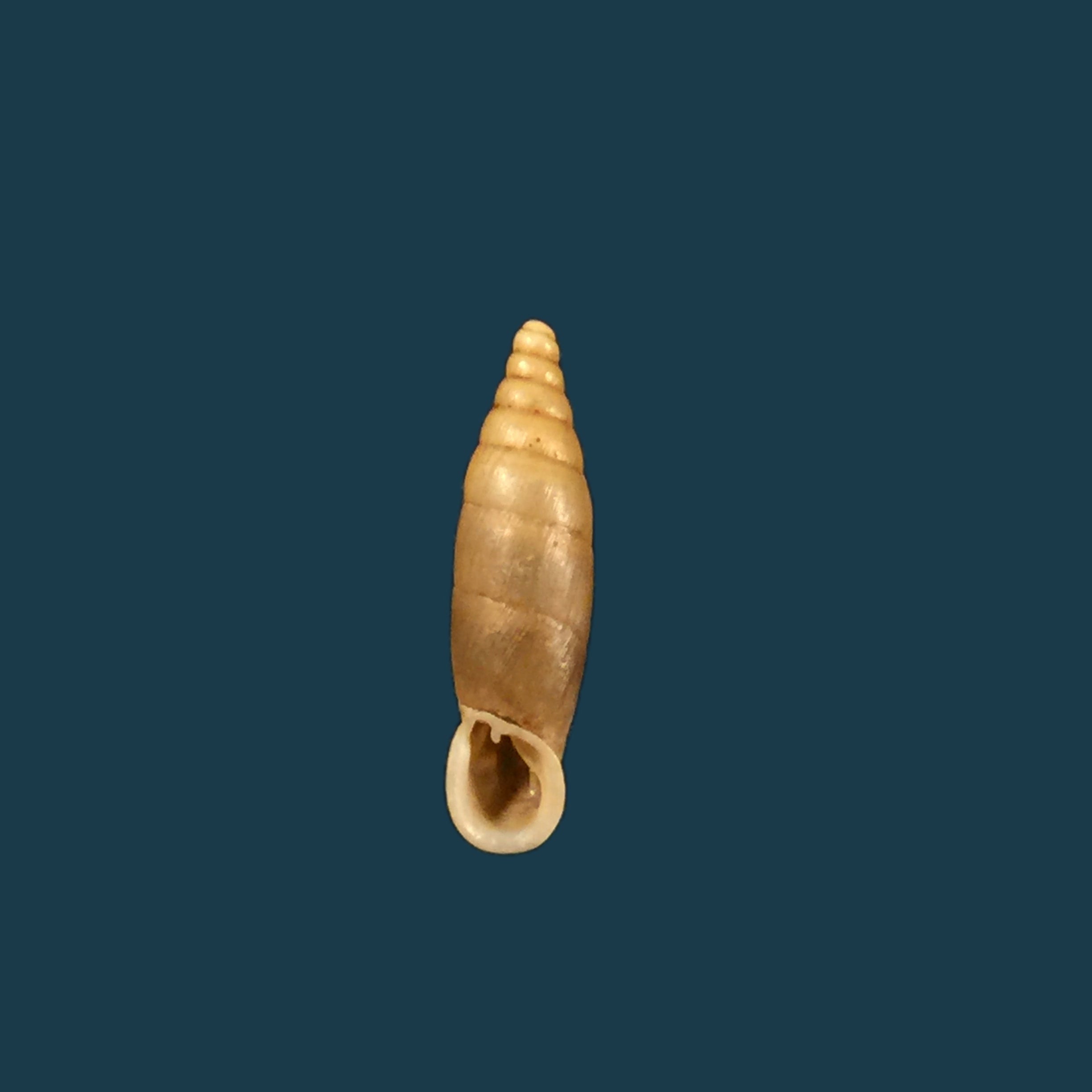 Isabellaria almae almae (O. Boettger, 1889) - 15,2mm