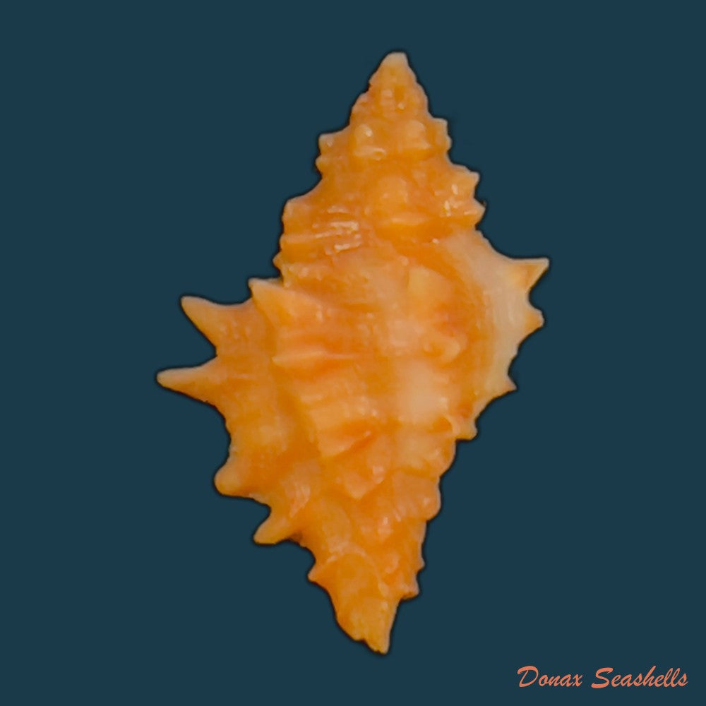 copia-de-muricopsis-josei-e-h-vokes-1994-24-1mm