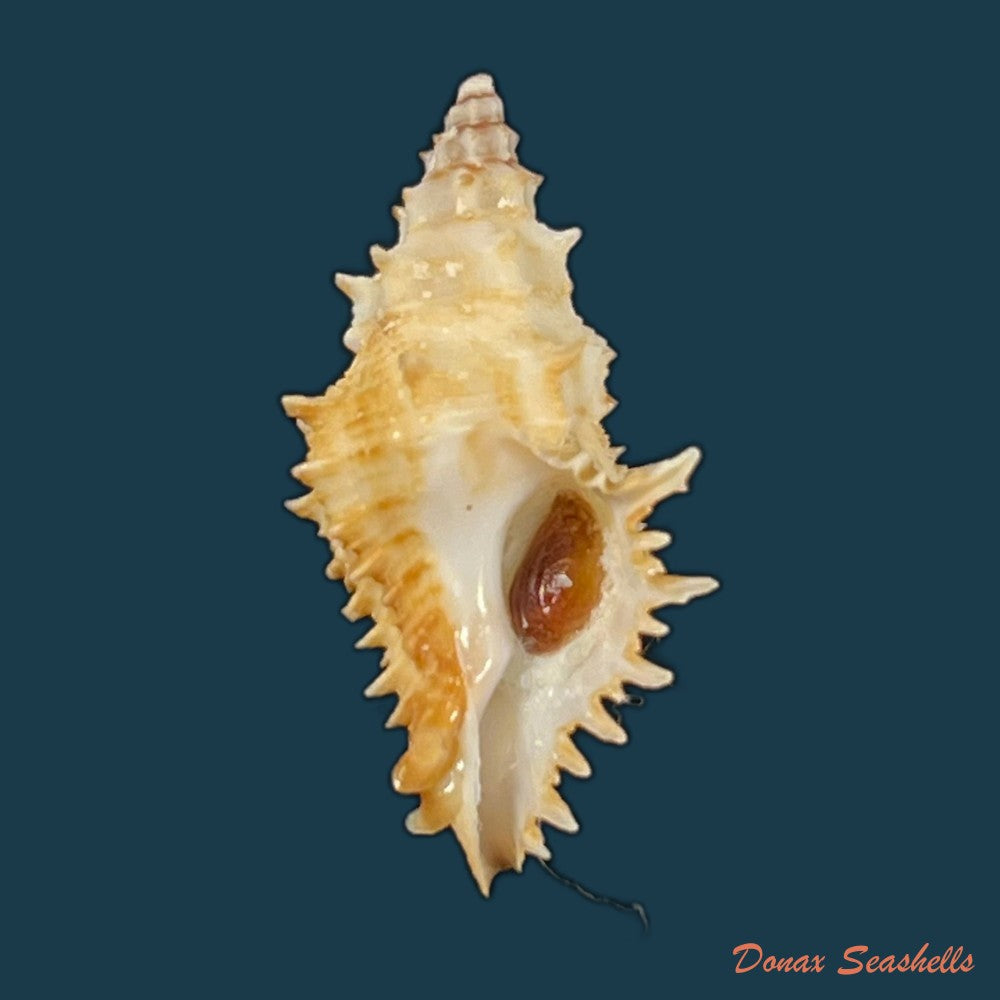 copia-de-muricopsis-josei-vokes-1994-22-3mm